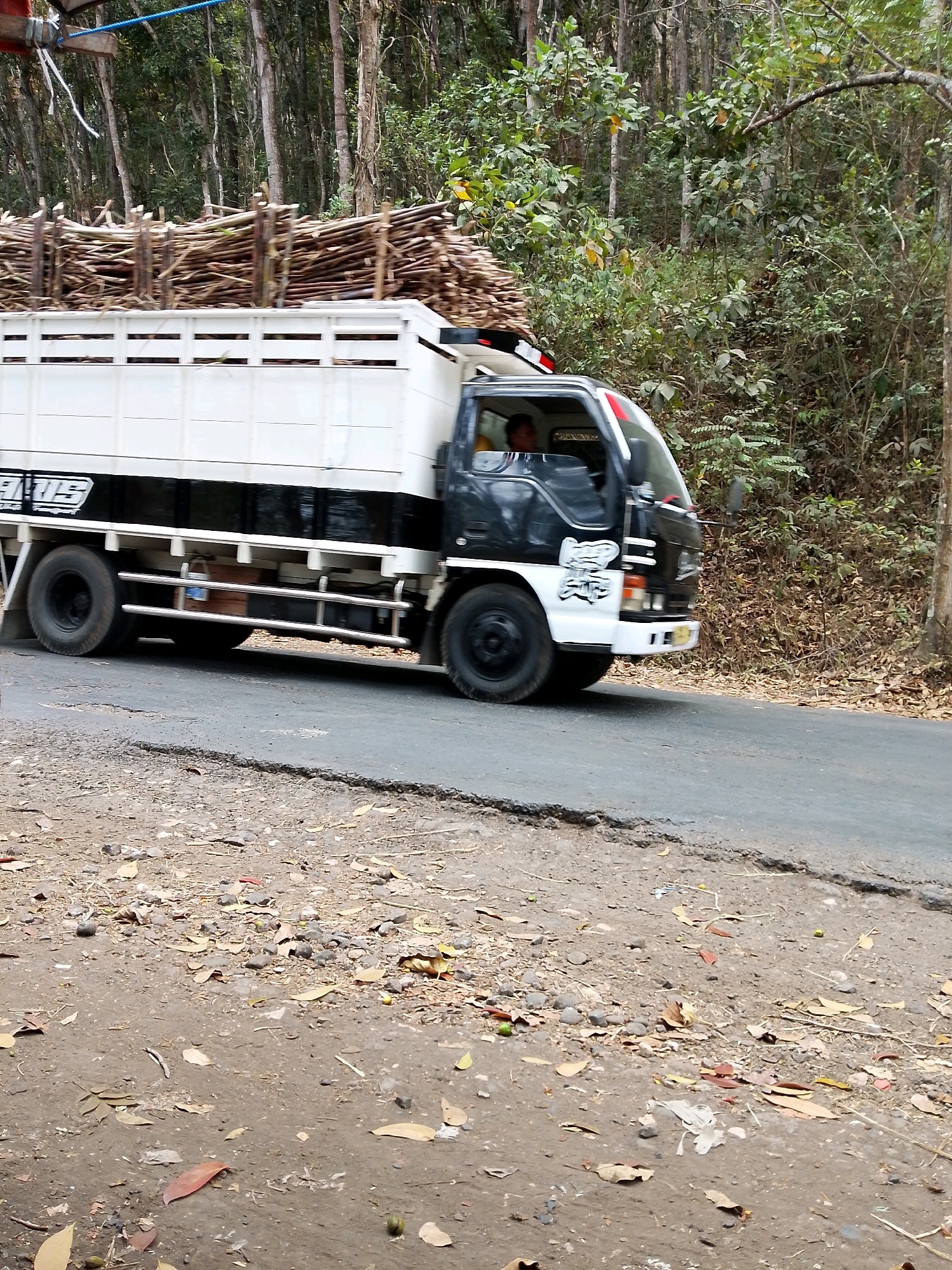 A black and white delivery truck, loaded with bundled sugarcane stalks, is moving along a rural, paved road. The truck is positioned in the right half of the frame. The road has a rough, cracked surface with dirt and scattered leaves on the shoulder. Dense vegetation, consisting of trees and bushes, lines the right side of the road, suggesting a forested or overgrown area. The truck's cabin is visible on the right, with a person partially visible inside the driver's seat. The truck's cargo is secured and piled high on the flatbed. The scene appears to be a daytime snapshot in a rural setting, likely in or around Pagak, Indonesia, given the vegetation and the type of truck.