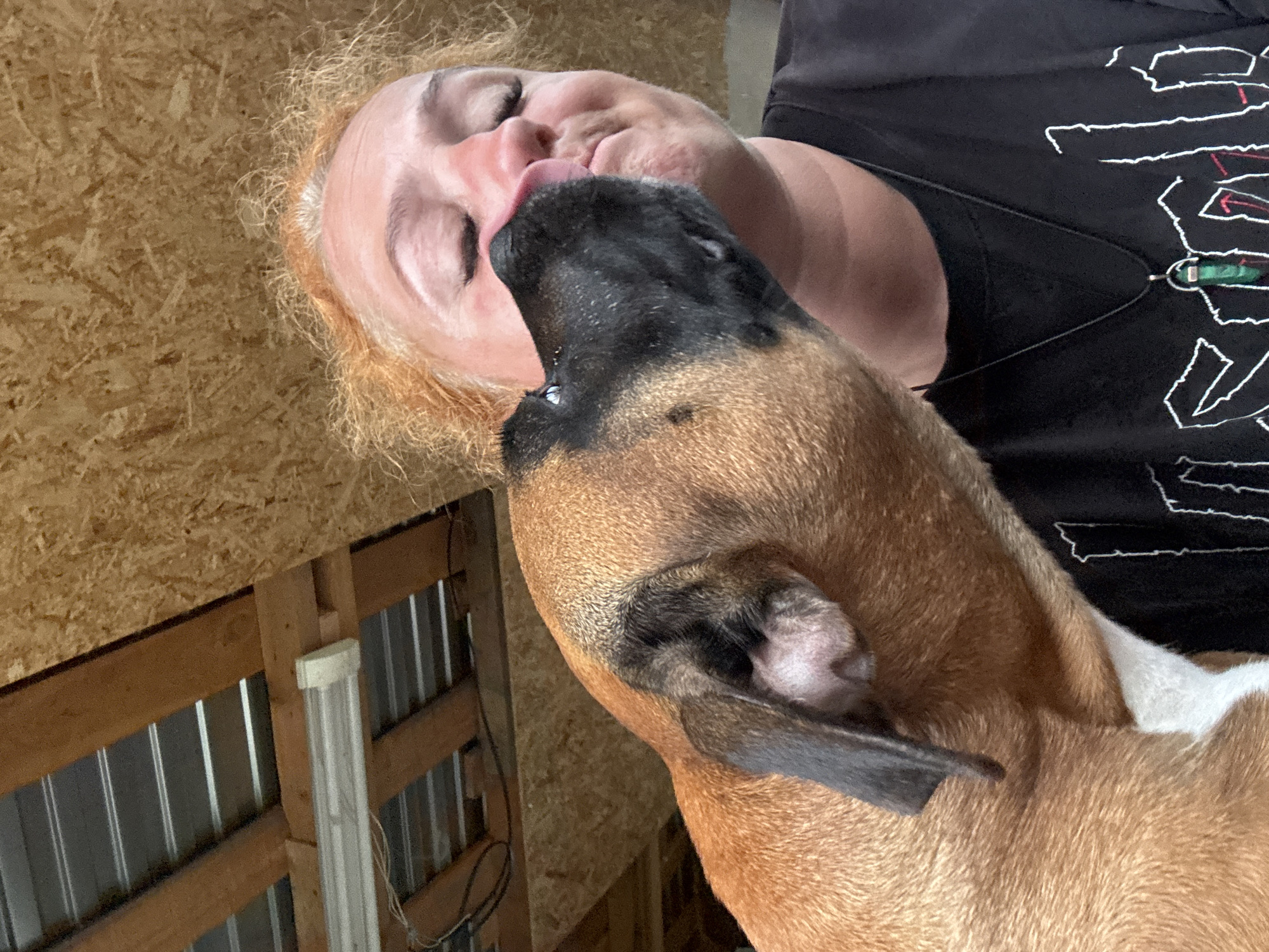 In this close-up, indoor shot, a person with short, messy, red-blonde hair is being nuzzled by a fawn-colored dog with a black muzzle. The dog's snout is pressing against the person's nose and cheek, with its tongue visible. The person's eyes are closed, and their facial expression suggests a moment of affection or gentle surprise. They are wearing a black t-shirt with white graphic text and a dark pendant with a green stone. The background consists of a wooden ceiling and exposed beams, suggesting a rustic or unfinished interior space, possibly a garage or shed. The ambient lighting appears to be from overhead fixtures. The image does not provide any information about the city of Chaikovsky, Russia, as it is a generic indoor scene.