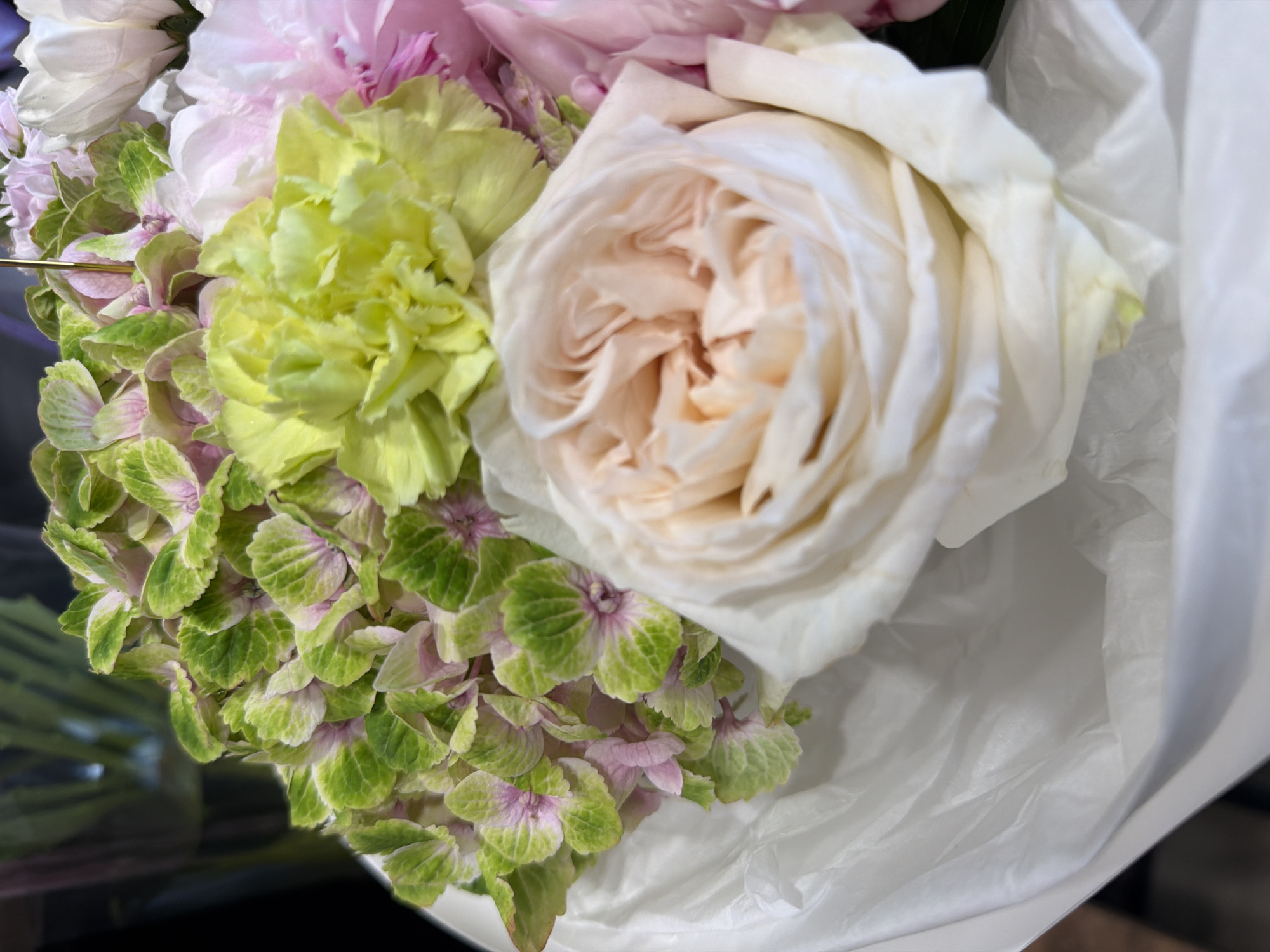 A close-up shot showcases a bouquet of flowers, predominantly featuring a large, creamy white rose with delicate pink undertones. The rose's petals are tightly swirled, revealing layers of soft color. To the left of the rose, a cluster of vibrant light green carnations with ruffled edges adds a contrasting texture and hue. Further to the left and slightly below, a spray of green hydrangeas with touches of pink and purple at their centers creates a lush, textured backdrop. The flowers are partially wrapped in white tissue paper, which is creased and folded, hinting at the bouquet's presentation. The lighting is soft and diffused, casting gentle shadows and highlighting the textures of the petals and paper. The overall mood is delicate and natural, emphasizing the beauty and form of the flowers. There are no people, discernible text, or specific environmental cues that would suggest the time of day, weather, or a precise location.