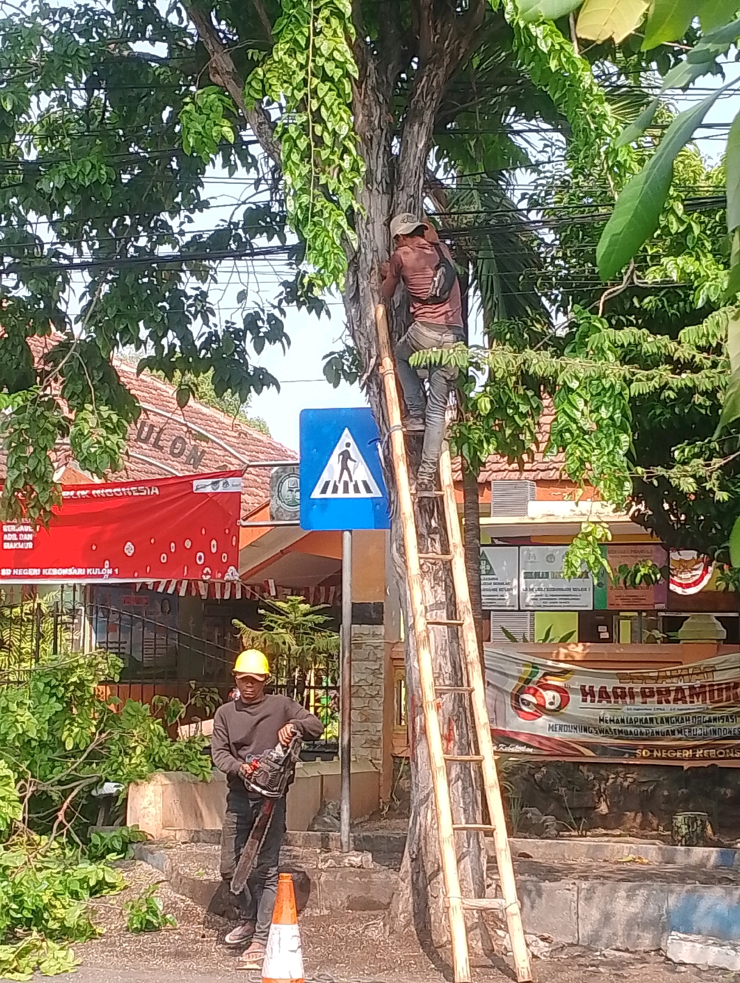 The image depicts an outdoor scene in the city of Probolinggo, Indonesia, likely on a street or near a school. Two individuals are present. In the foreground, a man wearing a yellow hard hat, a dark long-sleeved shirt, and dark pants stands holding a chainsaw. He appears to be taking a break from tree trimming, as branches and leaves are scattered on the ground around him. To his right, an orange traffic cone is visible.
Behind the man with the chainsaw, a tall wooden ladder is leaning against a tree. A second individual, wearing a light-colored cap, a dark long-sleeved shirt, and jeans, is climbing this ladder, positioned higher up in the tree, preparing to trim branches. This person has a dark bag slung over their shoulder.
In the background, there are buildings with tiled roofs and several banners. One prominent red banner on the left displays Indonesian text and graphics. A blue pedestrian crossing sign is also visible. The environment is characterized by lush green foliage from the trees, suggesting a warm climate. The presence of the hard hat, chainsaw, and ladder indicates that tree maintenance is taking place. The banner mentioning "SD NEGERI" suggests the location might be in front of or adjacent to a primary school.