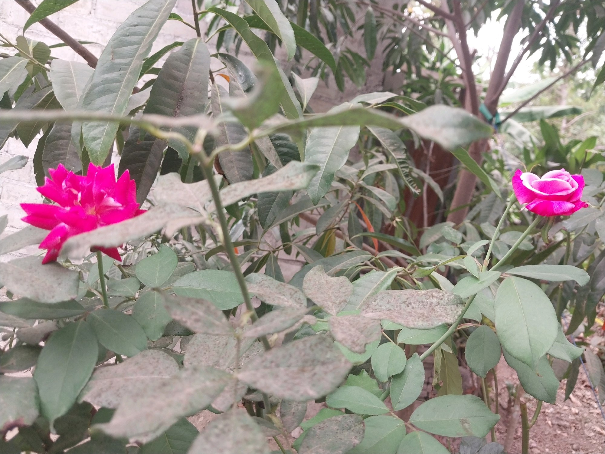 A close-up, outdoor, eye-level, horizontal shot captures two blooming roses in a garden setting. The rose on the left is a vibrant pink, while the rose on the right is a softer pink with white edges. Both roses are in focus, surrounded by green leaves, some of which appear dusty. In the background, a blurred tree trunk with visible branches is present. The scene is set in the city of Nglegok, Indonesia.