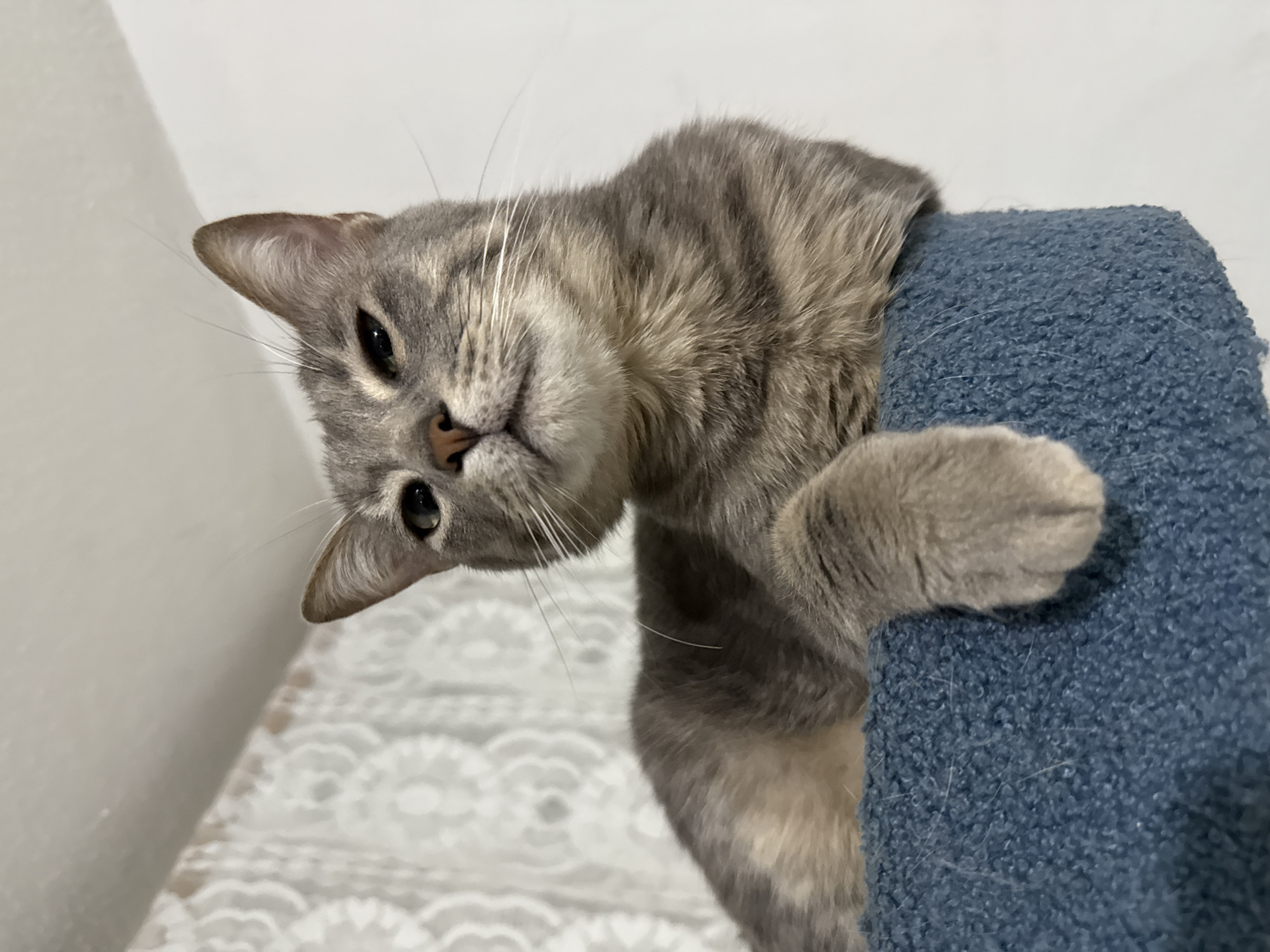 A gray tabby cat is perched on a blue, carpeted object, possibly a cat tree or scratching post. The cat is looking down at the camera with its head tilted to the left. The background includes a white wall on the left and a patterned surface below. The location is not discernible from the image.