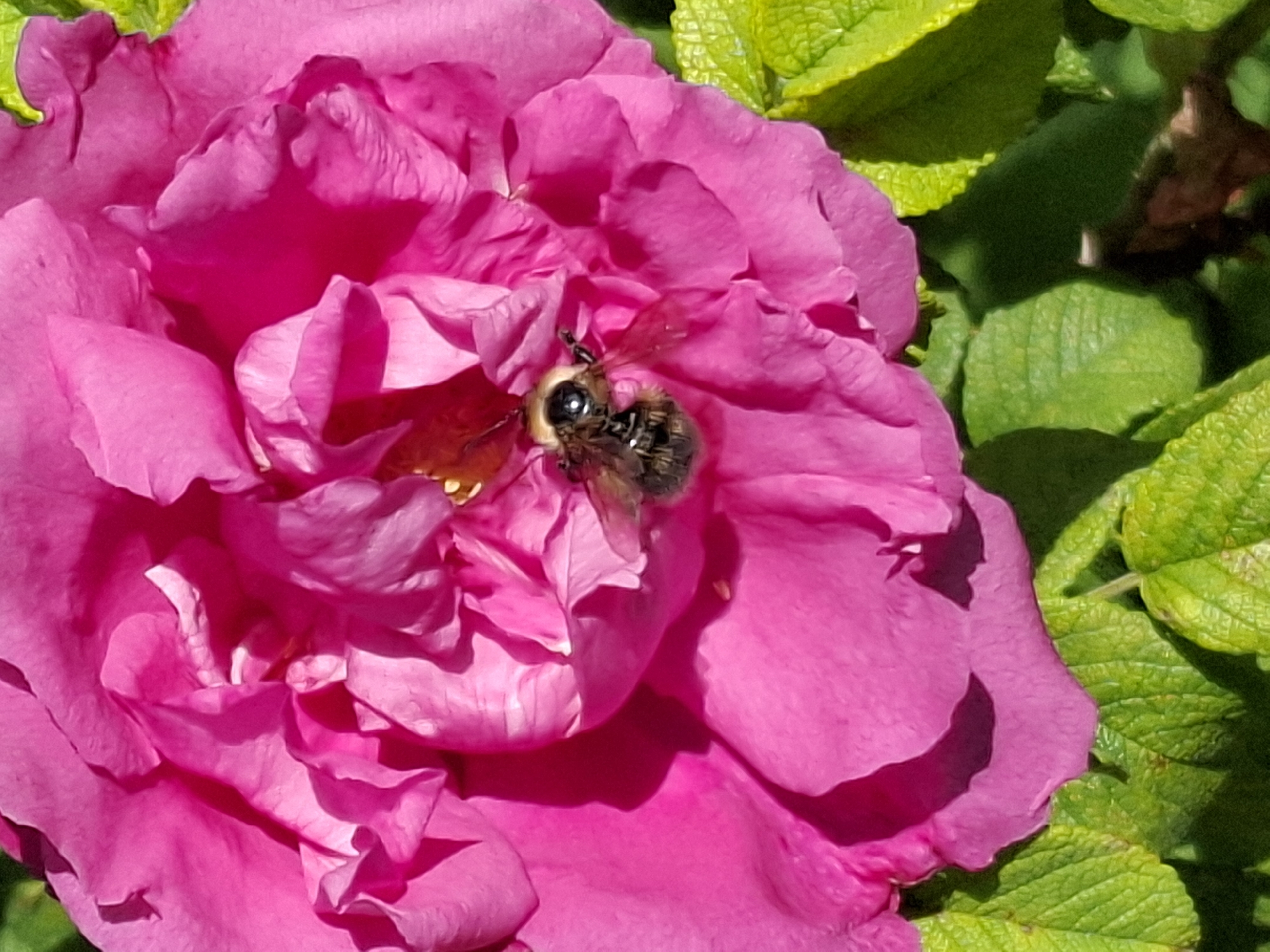 A close-up shot shows a fuzzy bumblebee with black and yellow stripes on a vibrant pink rose. The bee is positioned in the center of the flower, with its legs and wings slightly splayed. The rose petals are soft and slightly curled, with shadows creating depth and texture. Surrounding the rose are bright green leaves, some of which are in sharp focus while others are blurred in the background. The lighting suggests a sunny day, with strong highlights and shadows visible on the petals and leaves.