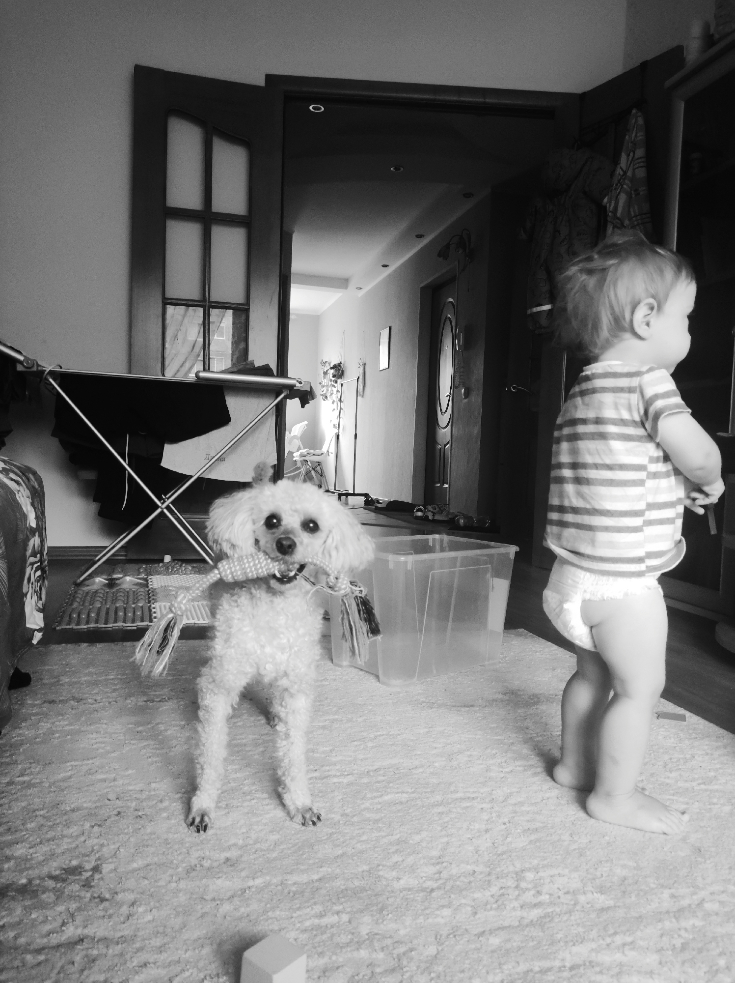 The image, in black and white, shows a domestic scene, potentially in an apartment. A small, white poodle stands in the foreground, holding a striped, tied toy in its mouth. Behind it is a drying rack with some dark clothing draped over it. A transparent plastic bin sits nearby. To the right, a young child, wearing a striped shirt and a diaper, stands with their back partially turned to the camera, looking towards a cabinet or wardrobe. In the background, an open doorway leads to a hallway with a closed door visible further down. The address of this home is not known, although it is in the city of Chaikovsky, Russia. The flooring appears to be carpeted.
