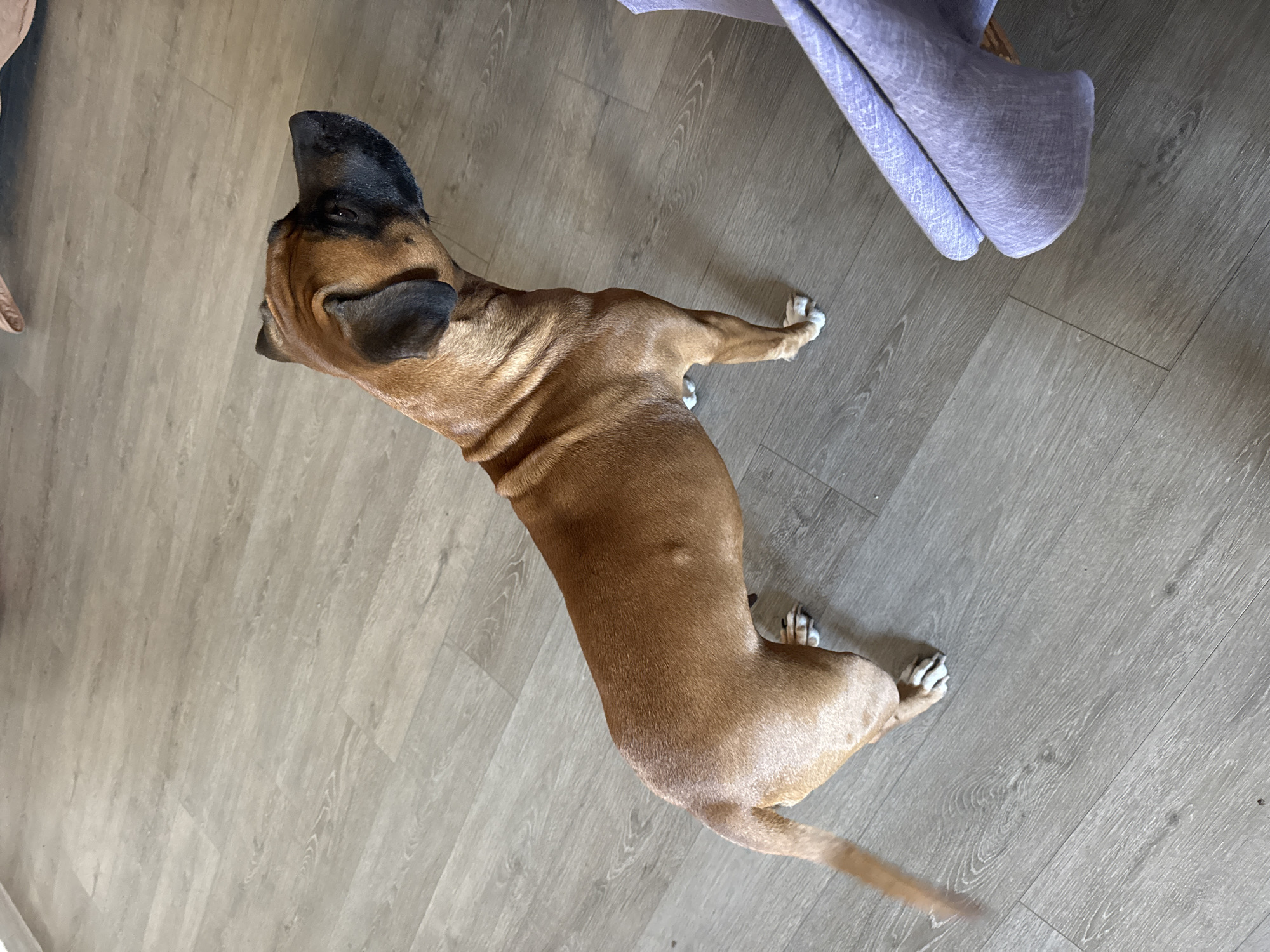 A brown dog with a black head lies on a light brown wood floor. Part of a purple cloth sits on the floor near the dog's head. The location is not identifiable as being in Chaikovsky, Russia.