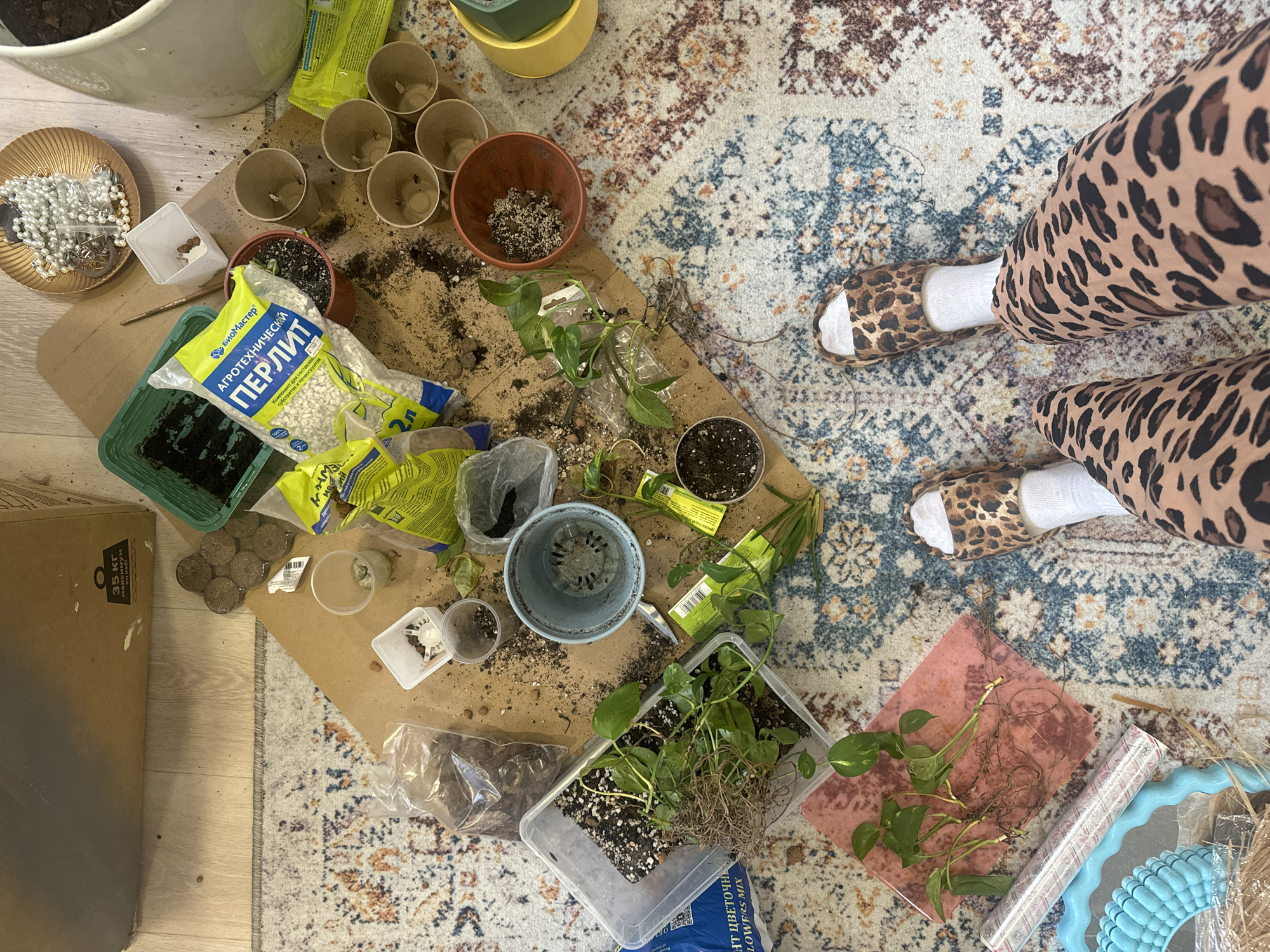 The image shows a person indoors, seemingly engaged in gardening or repotting plants. The scene is messy, with potting soil and gardening supplies scattered on a rug. The person is wearing leopard-print leggings and matching slippers with white socks. There are various pots, some empty and some containing soil and plants. Bags of perlite and flower mix are visible, along with other gardening tools and accessories. There is a box labeled "35 kg" with Russian text. The rug has a busy pattern with blues, browns, and creams. Given that the packaging appears to be in Russian and the Russian text on the box, this scene is likely taking place in Russia, possibly in the city of Krasnoyarsk as the text may refer to.