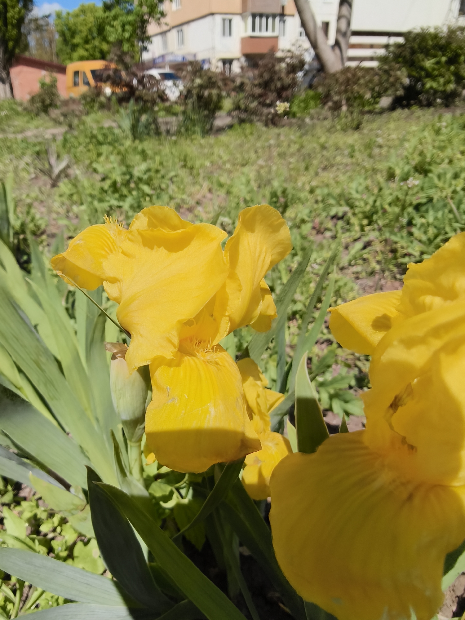 The image presents a close-up view of vibrant yellow irises blooming under bright sunlight, set against a blurred urban background. Two large, fully open yellow iris flowers dominate the foreground, with one prominently featured on the left and another partially visible on the right. Their intricate petals show subtle textures and details, with strong sunlight creating defined shadows and highlights. Long, green, sword-shaped leaves of the iris plant surround the flowers, and an unopened bud is visible on the left.
The background, rendered softly out of focus, features a mix of natural and man-made elements. A grassy area with various green plants extends behind the flowers. Further back, green deciduous trees provide a natural canopy. Residential buildings, likely multi-story apartment blocks with light-colored facades, are discernible in the distance. To the left, an orange or yellow van or bus is partially visible behind some trees and a low wall, and a white car can be seen further away. The sky is clear blue, indicating sunny weather. The scene depicts a serene moment in an urban or suburban garden or park environment, likely in Kryvyi Rih, Ukraine, during daylight hours. No people or visible text are present in the image.