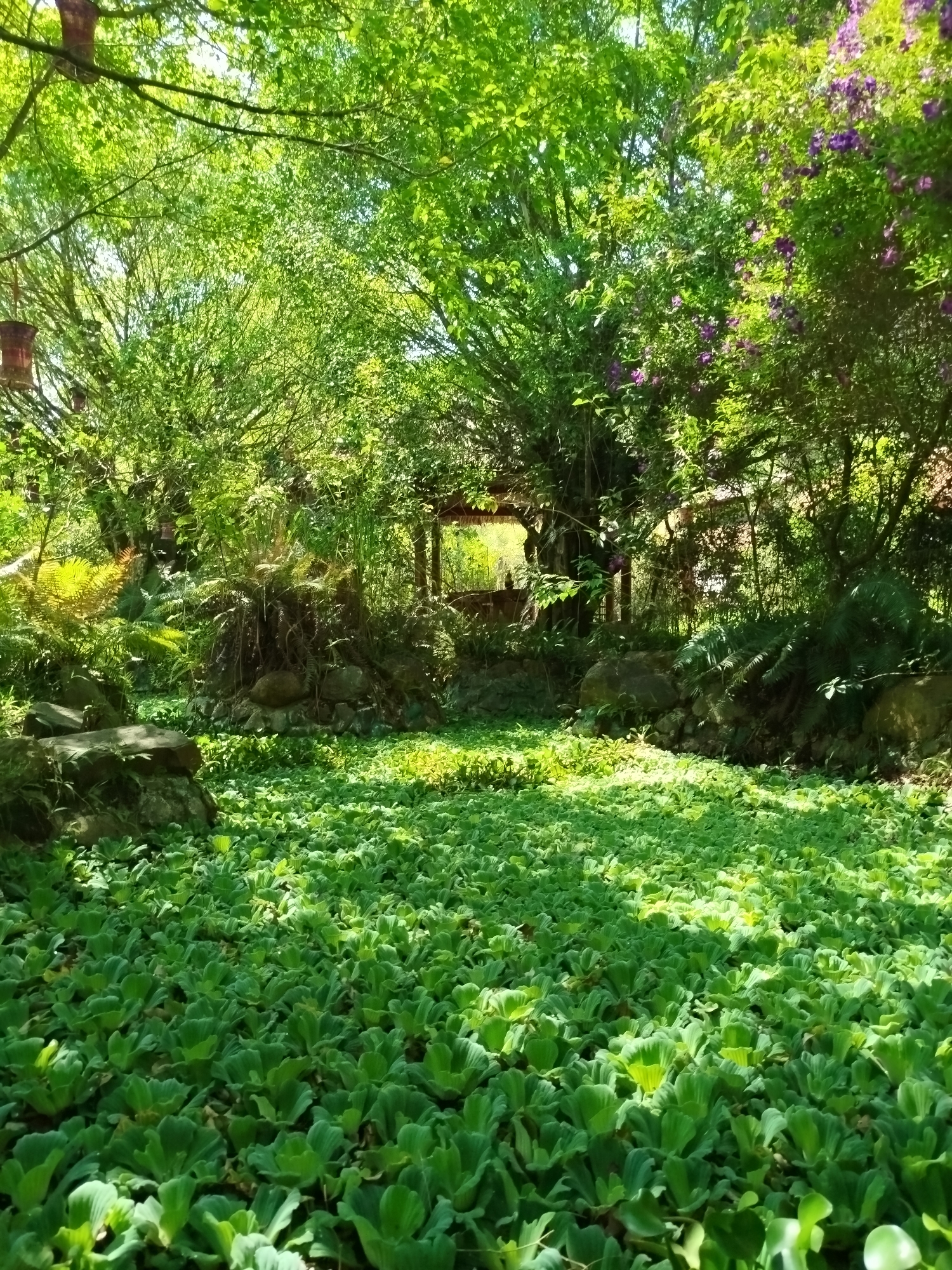 This image captures a serene, lush green garden or natural pond area, likely in Păng Tiêng 1, Vietnam. The foreground is entirely covered by a dense layer of vibrant green, cabbage-like floating plants, likely water lettuce (Pistia stratiotes), creating a textured carpet on the water's surface. Patches of bright sunlight illuminate parts of these plants, suggesting a sunny day.
The mid-ground features a boundary to the water body, marked by natural rocks and overgrown with ferns and other foliage. Behind this, a dense canopy of various trees and shrubs with bright green leaves forms the backdrop, obscuring much of the distant view. To the right, some bushes display clusters of purple flowers, adding a touch of color to the predominantly green scene. In the center-back, peeking through the foliage, is a glimpse of a wooden structure, possibly a small hut or gazebo, hinting at human presence or a landscaped area within nature. On the far left, partially visible hanging from tree branches, are objects that resemble pots or containers.
No people or animals are visible, and there is no explicit activity taking place, conveying a sense of tranquility and natural beauty. The bright light filtering through the leaves indicates daytime with clear weather. There is no visible text in the image.