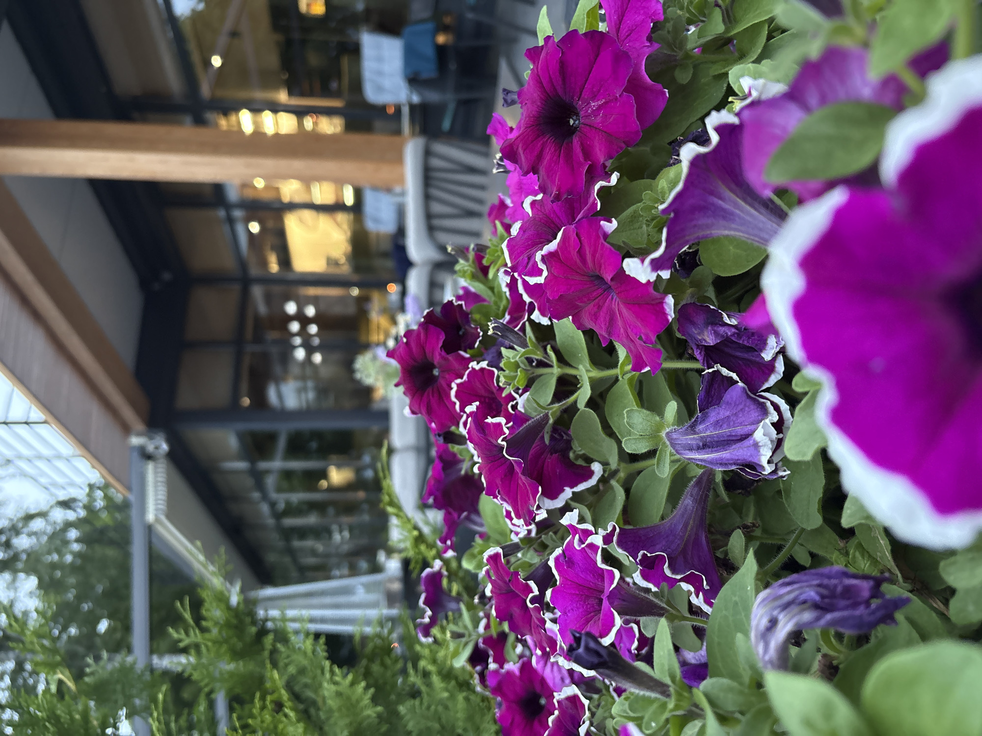 A close-up, vertical, eye-level shot showcases a bed of vibrant magenta petunias with white ruffled edges in the foreground. The flowers, with dark centers, are densely packed, with some petals in focus and others blurred. Behind the flowers, a modern building with large windows and a wooden support beam is visible. The building's interior, illuminated by warm light, suggests a cafe or restaurant. A retractable awning is extended above the outdoor seating area. A green coniferous tree stands to the left of the frame. The overall scene is likely a cafe or restaurant patio in Svetlogorsk, Russia, set during daylight.