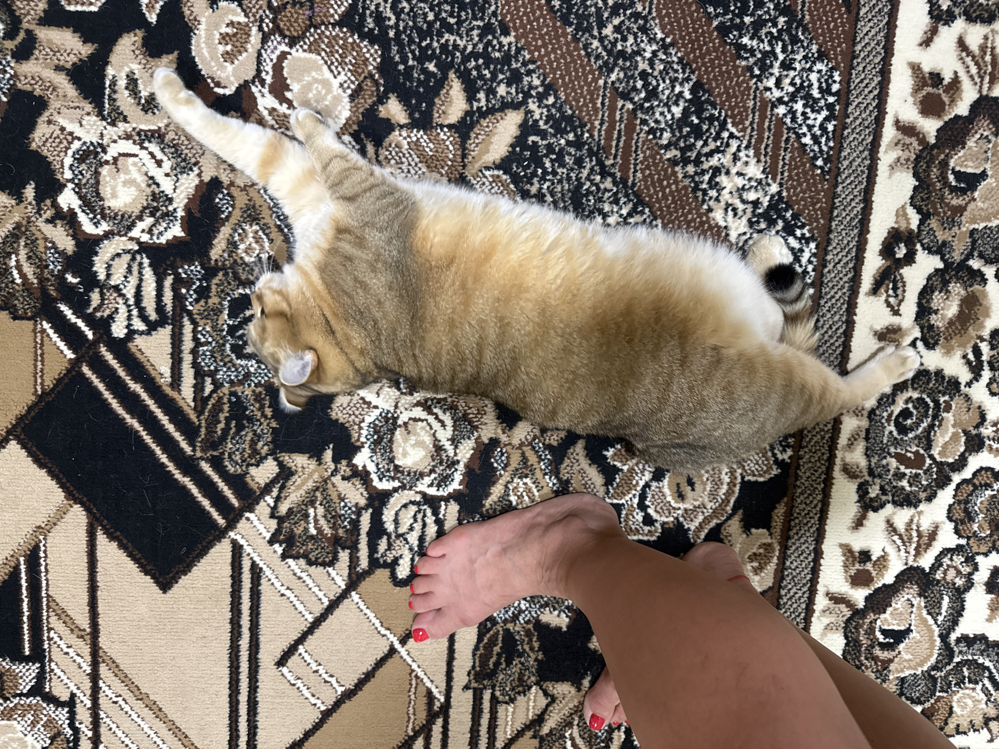 The image shows a golden-furred cat lying on its side on a patterned carpet. The cat is positioned horizontally in the frame, with its head facing the top of the image and its paws stretched out. Next to the cat, on the left side of the frame, a human foot with red painted toenails is visible. The foot appears to be from a person lying down or sitting, with their leg extending out of the frame. The carpet has a complex geometric and floral pattern in shades of brown, beige, black, and white. The scene appears to be indoors. There is no information available to determine the location in the city of Partenit, Ukraine.
