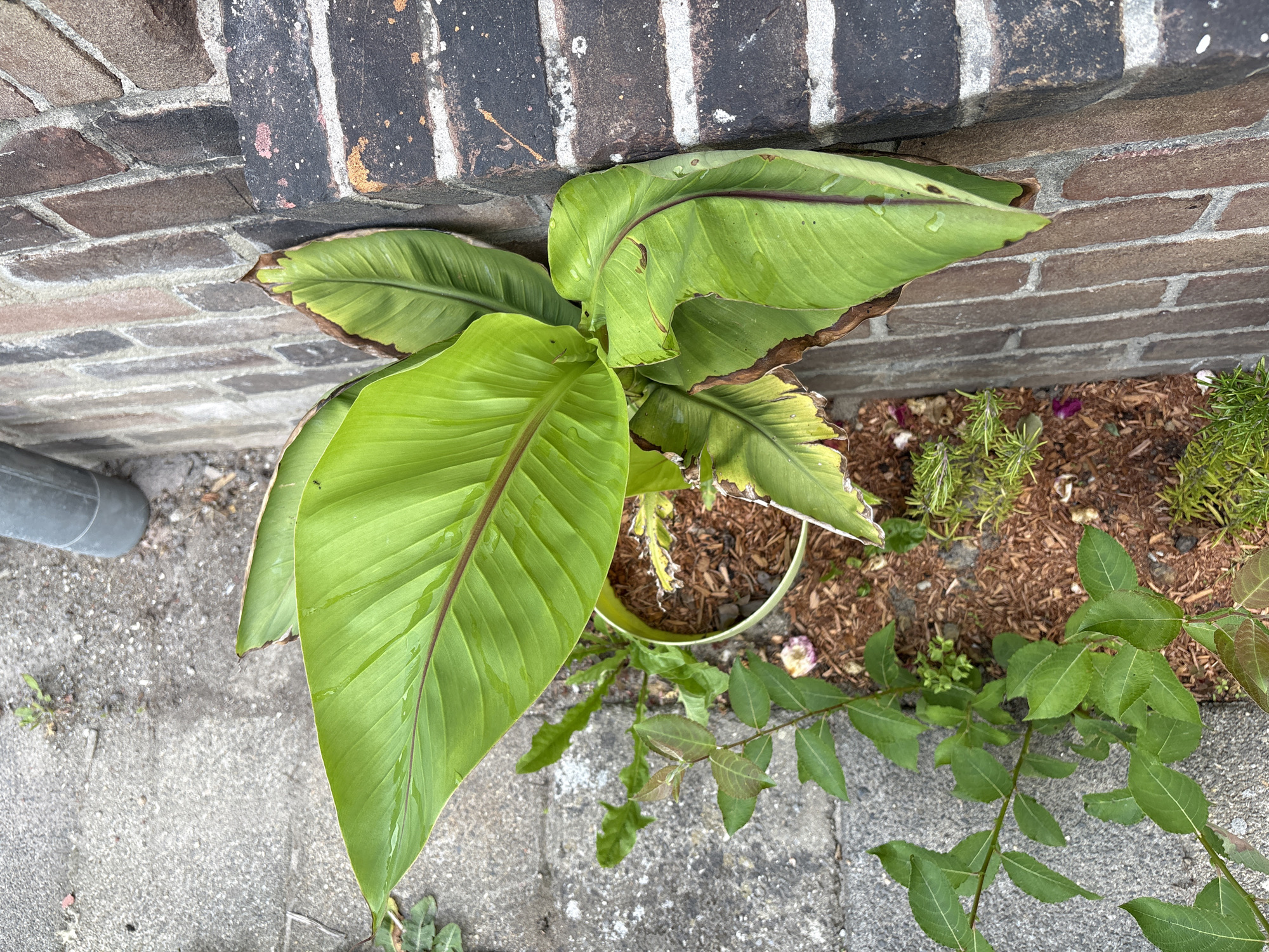 In Heerlen, Netherlands, a potted banana plant with large, green leaves, some showing brown edges, is situated next to a brick wall. The plant is in a light-colored pot filled with mulch. To the left of the pot, a concrete pathway runs alongside the brick wall. A small, green leafy plant is growing from the ground near the pathway and the potted plant. The overall scene suggests an outdoor setting, likely a garden or courtyard, with an overcast sky indicated by the lighting.
