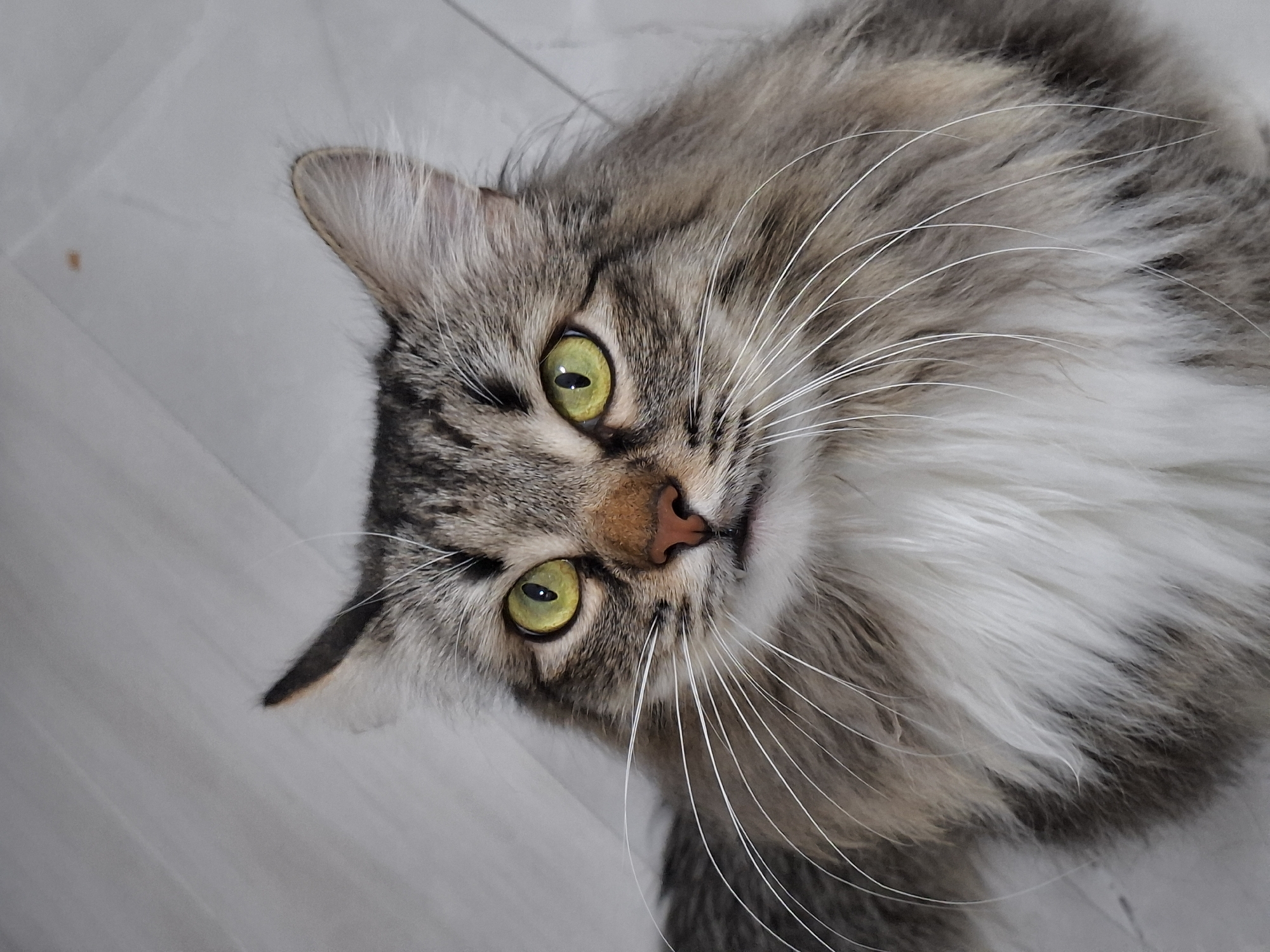A medium close-up shot of a long-haired cat, likely a Siberian or Maine Coon mix, with gray tabby markings on its head and back, and a white chest. The cat is looking up at the camera with intense, light green eyes. Its nose is pink, and it has long, white whiskers. The background appears to be a light-colored, possibly tiled floor. There are no indications of the location being Chaikovsky, Russia.