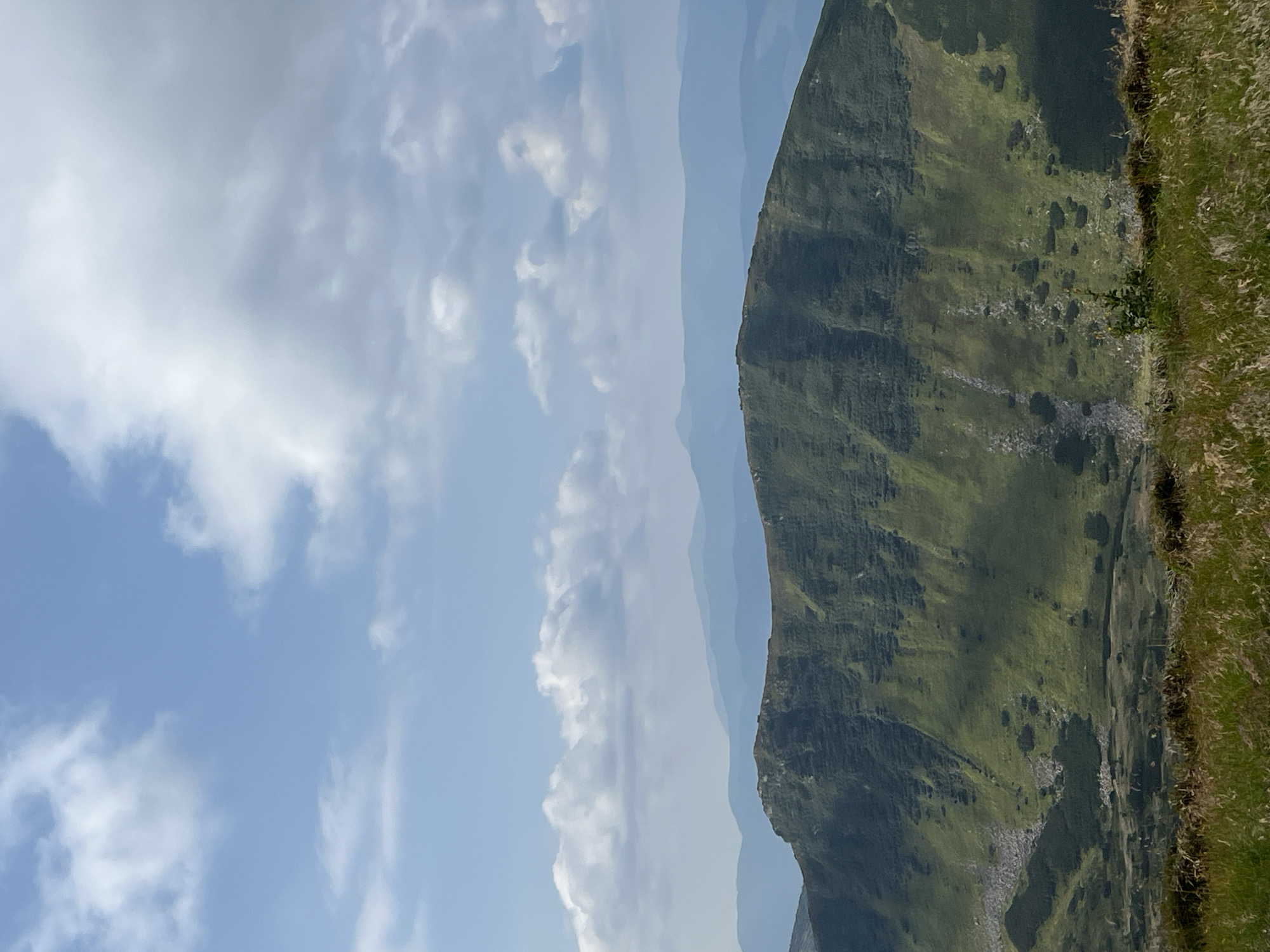 The image displays a panoramic view of a mountainous landscape, likely in the Carpathian Mountains near Hoverla, Ukraine. The foreground features a grassy meadow with tall, dry grasses swaying gently. Beyond the meadow, a large, verdant mountain slope dominates the midground. This slope is characterized by its steep gradient, textured surface with visible striations, and patches of rocky terrain interspersed with greenery. Scattered dark green bushes or small trees are visible on the mountain's surface. In the background, multiple layers of receding mountain ranges fade into a hazy blue, creating a sense of depth and vastness. The sky above is a bright blue, filled with scattered white clouds, some appearing fluffy and others more wispy. The overall scene is natural, serene, and depicts a wilderness environment. There are no people or animals visible in the image.