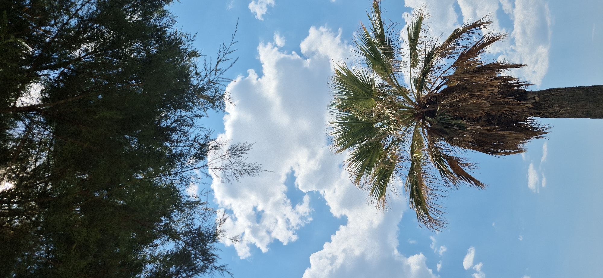 A palm tree stands tall against a bright blue sky filled with scattered white clouds. The upper portion of the image is dominated by dark green tree branches, possibly from a conifer, creating a canopy effect and casting shadows. The palm tree's fronds are a vibrant green, with some dried, brown fronds hanging down the trunk. The trunk itself appears rough and textured. The overall scene suggests a sunny day, possibly in a park or coastal area. The image was taken in Paleo Faliro, Greece.