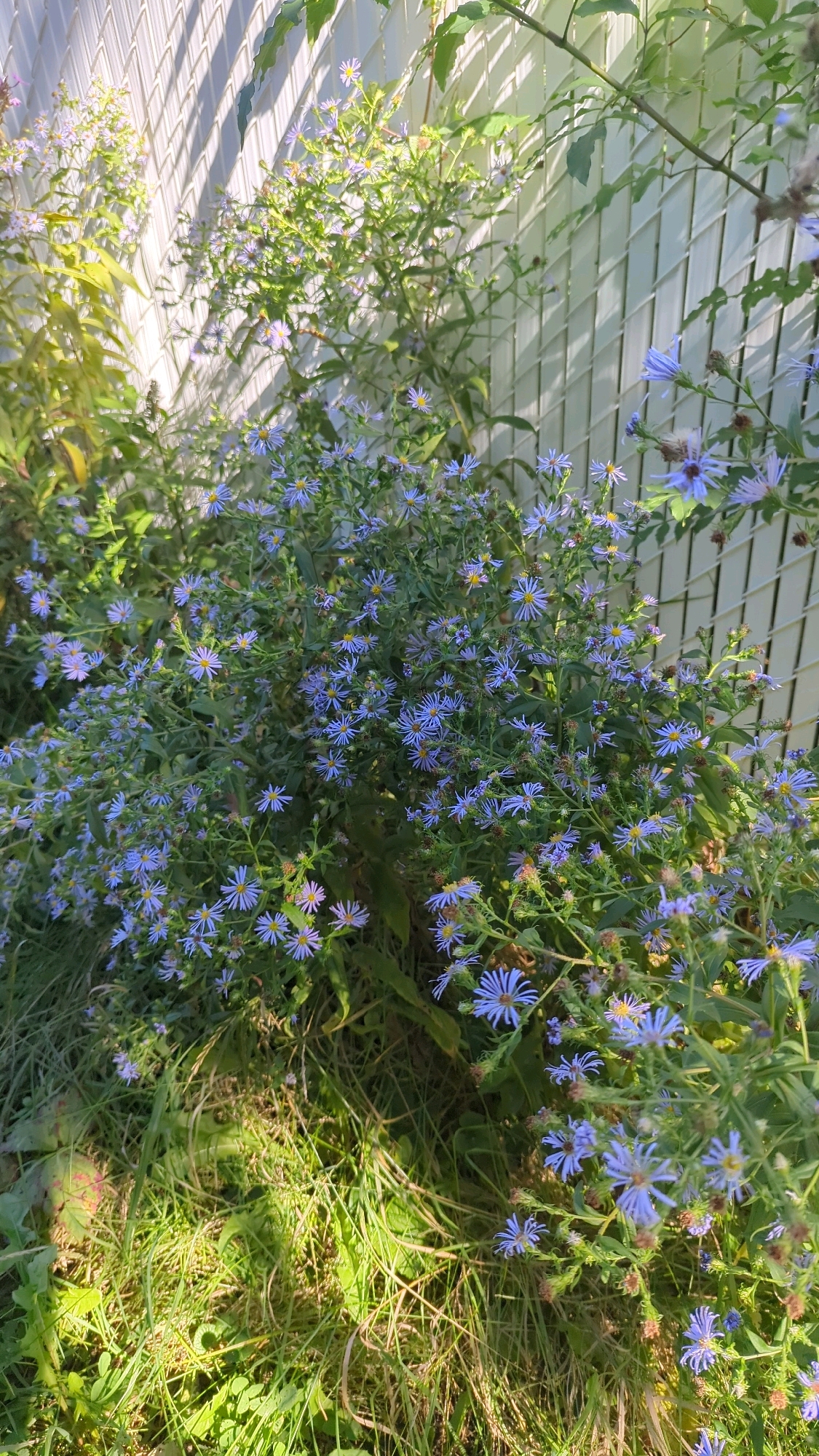 The image displays a patch of vibrant purple asters blooming in front of a white slatted fence. The asters are densely clustered, with many small, star-shaped flowers. The fence casts shadows across the flowers, creating a dappled light effect. The ground is covered in green grass and some fallen leaves. The scene appears to be outdoors, likely in a garden or park. The image does not provide any specific clues about its location within Montreal, Canada.