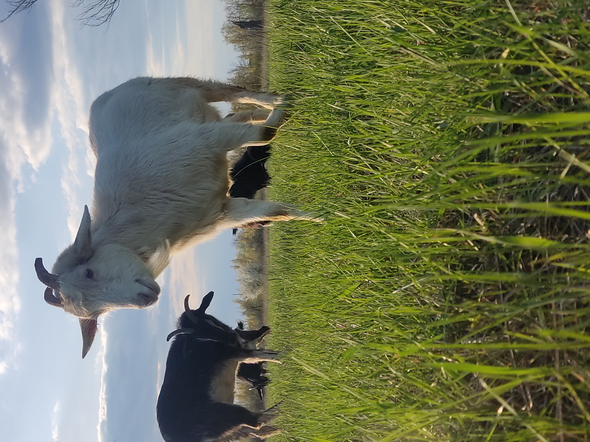 The image captures two goats in a vibrant green field under a partly cloudy sky, likely in Maloivanivka, Ukraine. A large, fluffy white goat stands prominently in the left foreground, facing generally towards the viewer with its head slightly down. It has distinct horns and shaggy fur. Partially visible behind it and to its right is a smaller black goat, also with horns. Both animals appear to be either grazing or standing still in the lush, tall grass that dominates the lower and right portions of the frame.
The setting is a peaceful, rural landscape. The sky above features scattered white clouds against a pale blue backdrop. The lighting suggests late afternoon or early evening, with warm, golden light illuminating the grass and the white goat, indicating the sun is low on the horizon. Distant trees form a line along the horizon, adding to the pastoral scene. The goats appear calm and undisturbed in their natural environment. There is no visible text in the image.