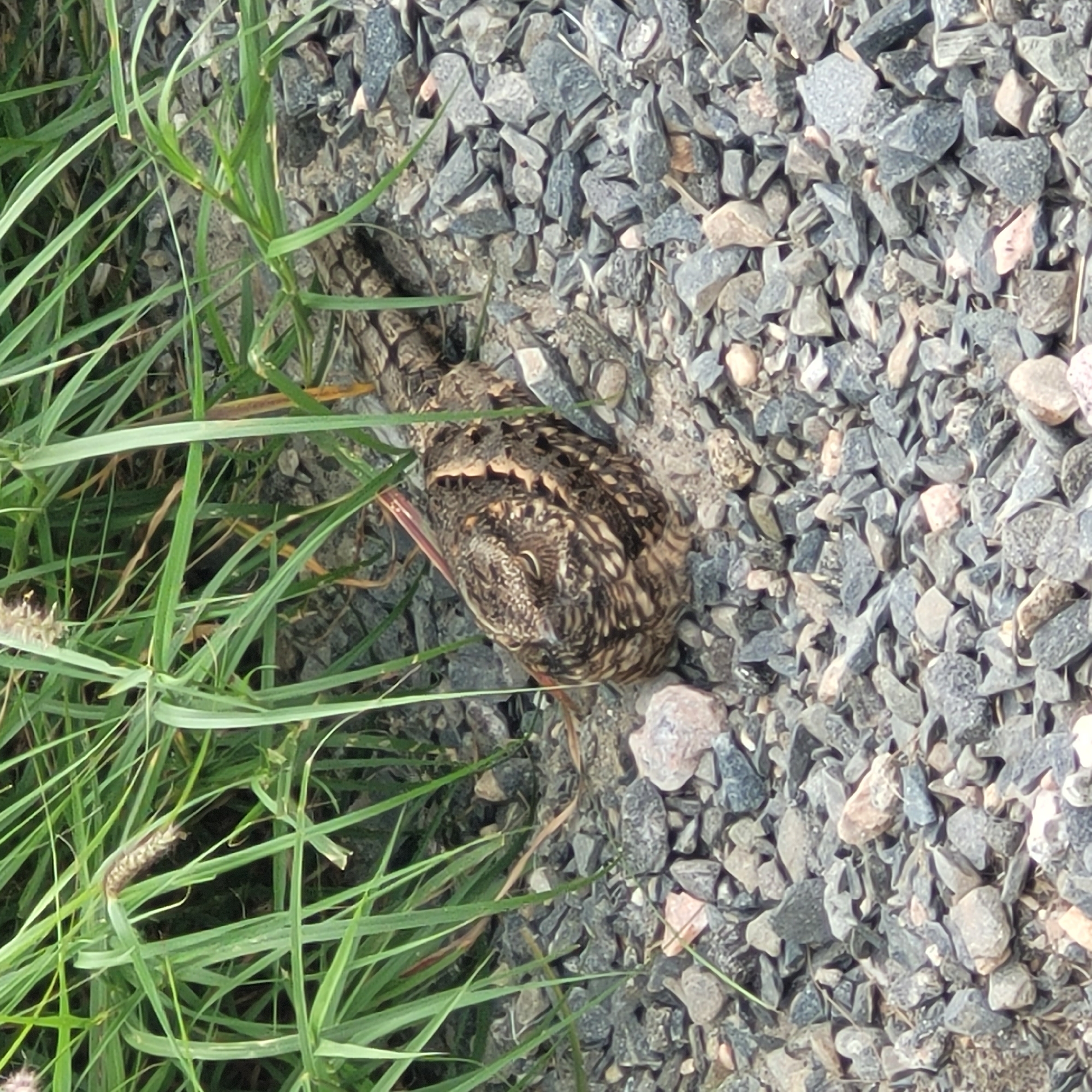 The image captures a ground-level view of an outdoor scene, divided by a diagonal line between green foliage and gravel. On the left side, lush green grass blades dominate, some showing hints of brown or dried tips, with a small, light-colored seed head visible towards the bottom. The right side is covered by a bed of small, angular gravel and stones, varying in shades of gray, black, and some lighter pinkish-brown hues.
A bird, likely a Quail or similar ground-dwelling species, is partially visible nestled on the gravel near the edge of the grass. Its plumage features intricate patterns of brown, black, and beige, providing exceptional camouflage that helps it blend almost perfectly with the rocky ground. The bird's head is turned towards the left, facing into the grass, and its dark eye is visible. Its body appears compact and rounded. The lighting suggests it is daytime, casting no harsh shadows. There is no visible text in the image. The scene portrays a moment of wildlife blending seamlessly with its natural, possibly disturbed, habitat.