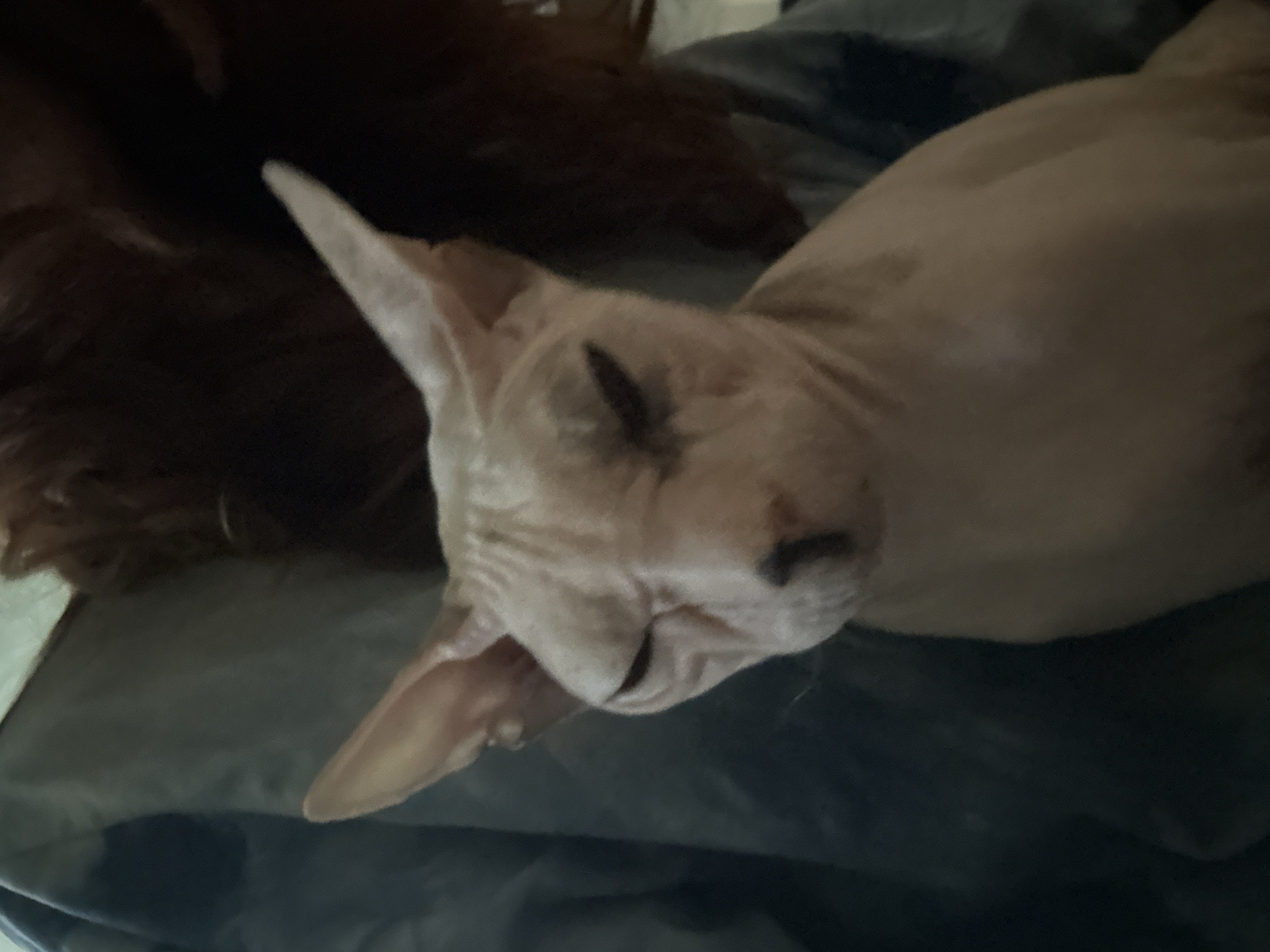 The image shows a close-up of a Sphynx cat's face. The cat has large ears and wrinkled skin. It is partially obscured by a person's dark hair and a grey garment. The cat's eyes are mostly closed, giving it a sleepy or judgmental expression. The background is dark and out of focus. There are no specific visual cues in the image that would allow for the determination of its location in Togliatti, Russia, or any other specific geographic location.