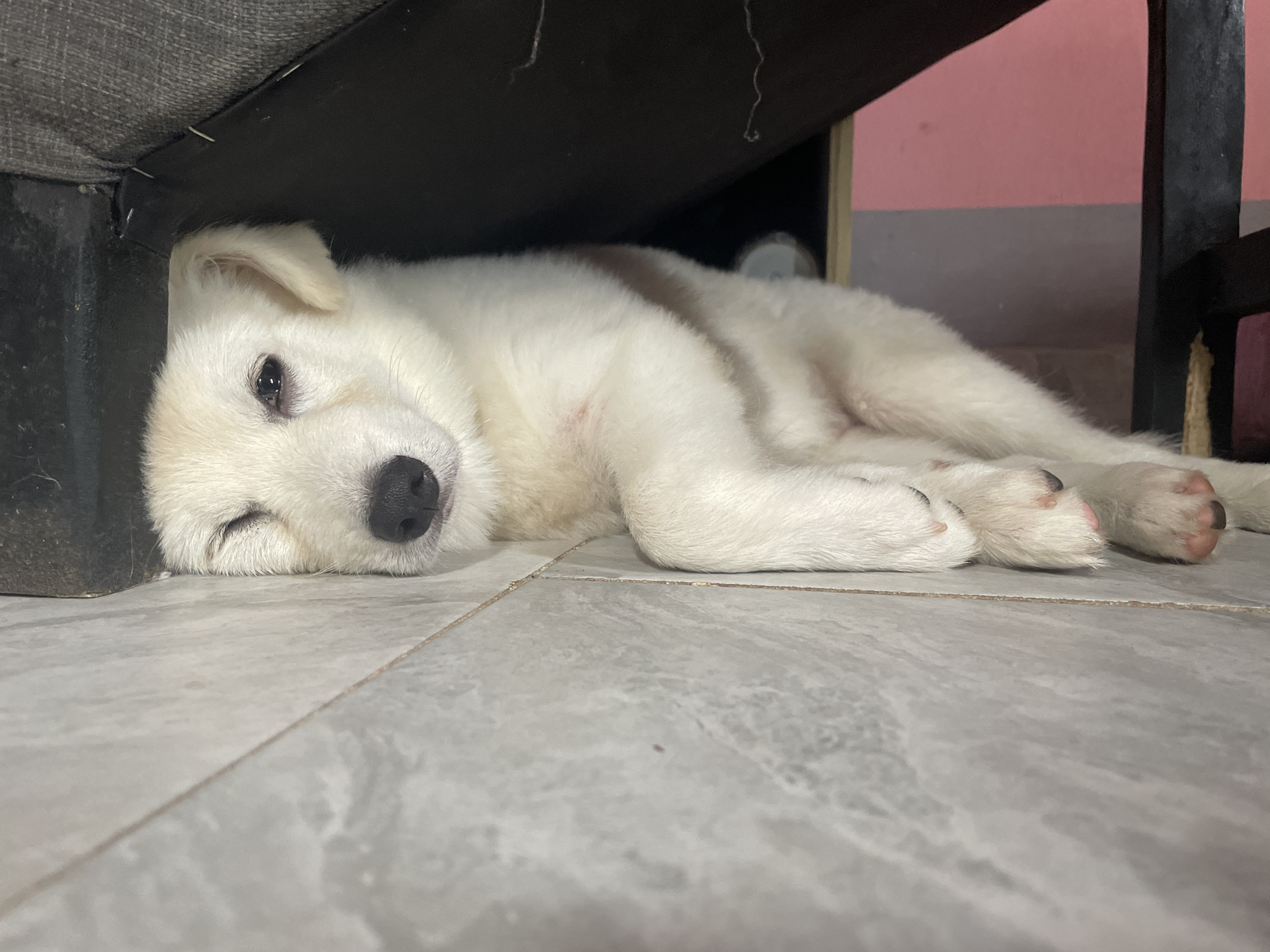 A white puppy is lying on its side on a tiled floor, partially under a dark-colored piece of furniture. The puppy's eyes are partially closed, and its nose is black. The puppy's fur appears soft and clean. The furniture appears to be made of fabric and wood. The background shows a pink and gray wall. The scene is indoors. The location is not specified in the image.