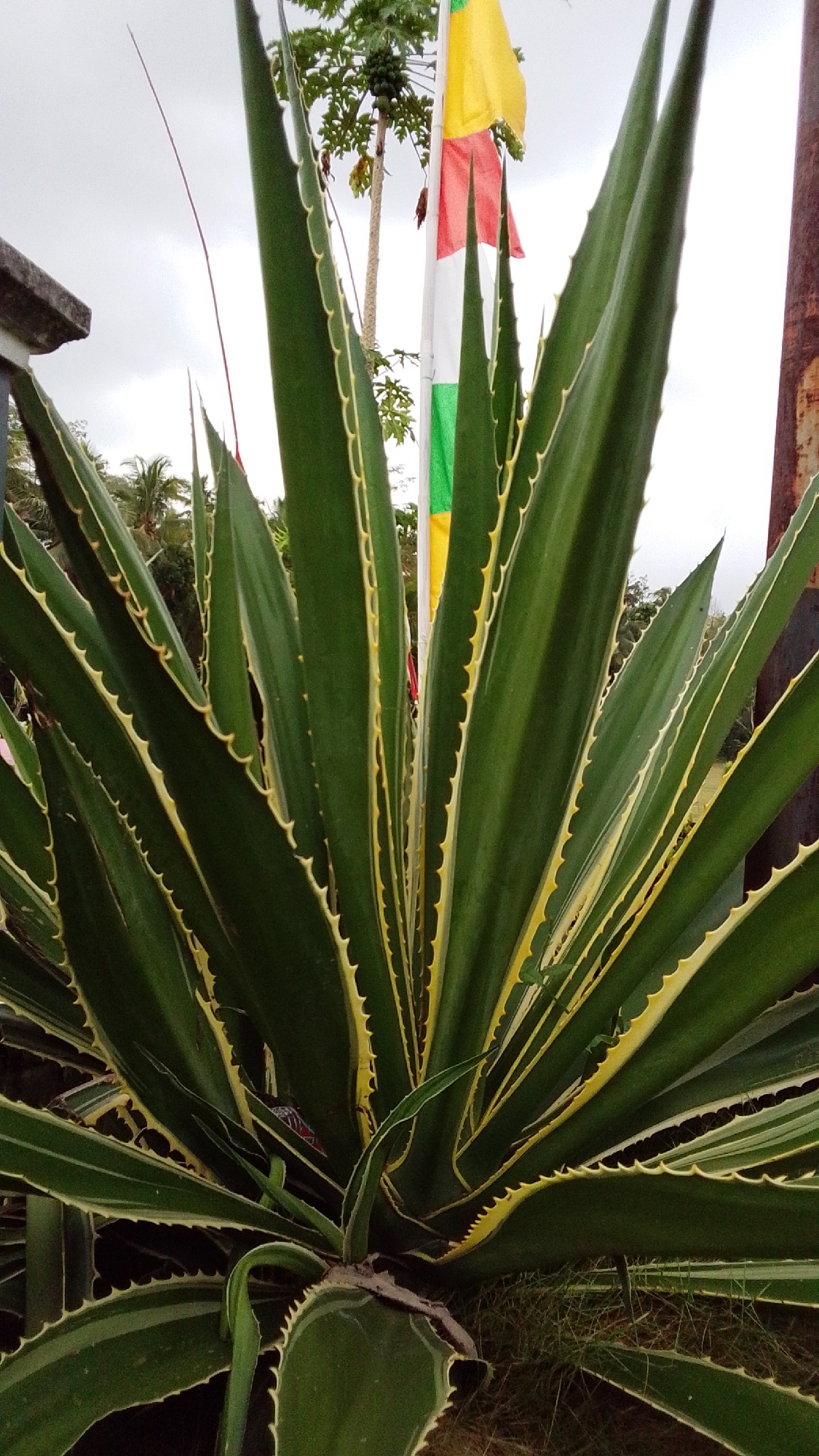 An agave plant with variegated yellow and green leaves and serrated edges is centered in the foreground of an outdoor scene. Behind the plant, a flagpole displays three horizontally striped flags: yellow, red, and green. A papaya tree with green fruit is visible behind the flags, and the sky is overcast. The scene appears to be located in Cintaratu, Indonesia, based on the context provided.