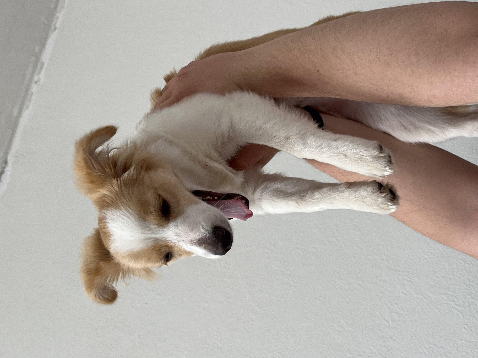 A medium-shot photograph shows a small, tan and white dog being held upside down by a person. The dog has a white face, tan ears and a pink tongue protruding from its open mouth. The person holding the dog has fair skin. The background is a plain, light-colored wall and ceiling. The location is Unknown, Unknown.