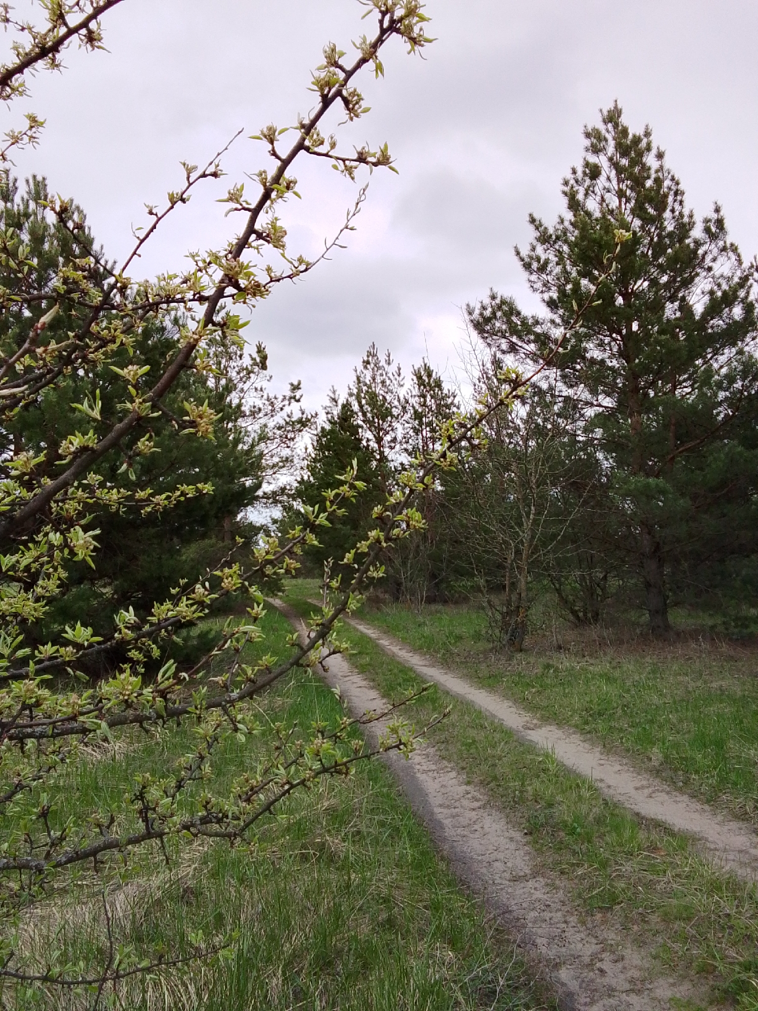 This image captures a serene natural landscape, likely near Елец-Маланино, Russia, featuring a dirt track winding through a verdant setting. The scene is illuminated by soft, diffused light under an overcast sky, suggesting a cloudy daytime.
In the immediate foreground, branches from a deciduous tree, possibly a wild fruit tree, extend across the left side and top-left corner of the frame. These branches are adorned with an abundance of fresh, light-green leaves and numerous unopened or newly opened buds, clearly indicating early spring. This foliage provides a natural, soft framing element to the composition.
Beyond these branches, a rustic dirt road or track with two distinct vehicle ruts stretches into the midground, curving gently towards the right. Patches of green grass grow within the track and more densely on either side, highlighting the natural growth reclaiming parts of the path. The grass appears vibrant and healthy, contributing to the overall freshness of the scene.
The background is dominated by a dense growth of trees, primarily tall evergreen pines with their characteristic dark green needles, interspersed with other deciduous trees that are either still bare or just beginning to bud. This forest edge creates a natural barrier and adds depth to the landscape. The sky above is a uniform light gray, completely covered by clouds, which diffuses the sunlight and casts no distinct shadows.
There are no people, animals, or specific events depicted, emphasizing the quiet solitude of the natural environment. The overall atmosphere is peaceful and showcases the fresh, burgeoning life of springtime. No visible text is present in the media file.