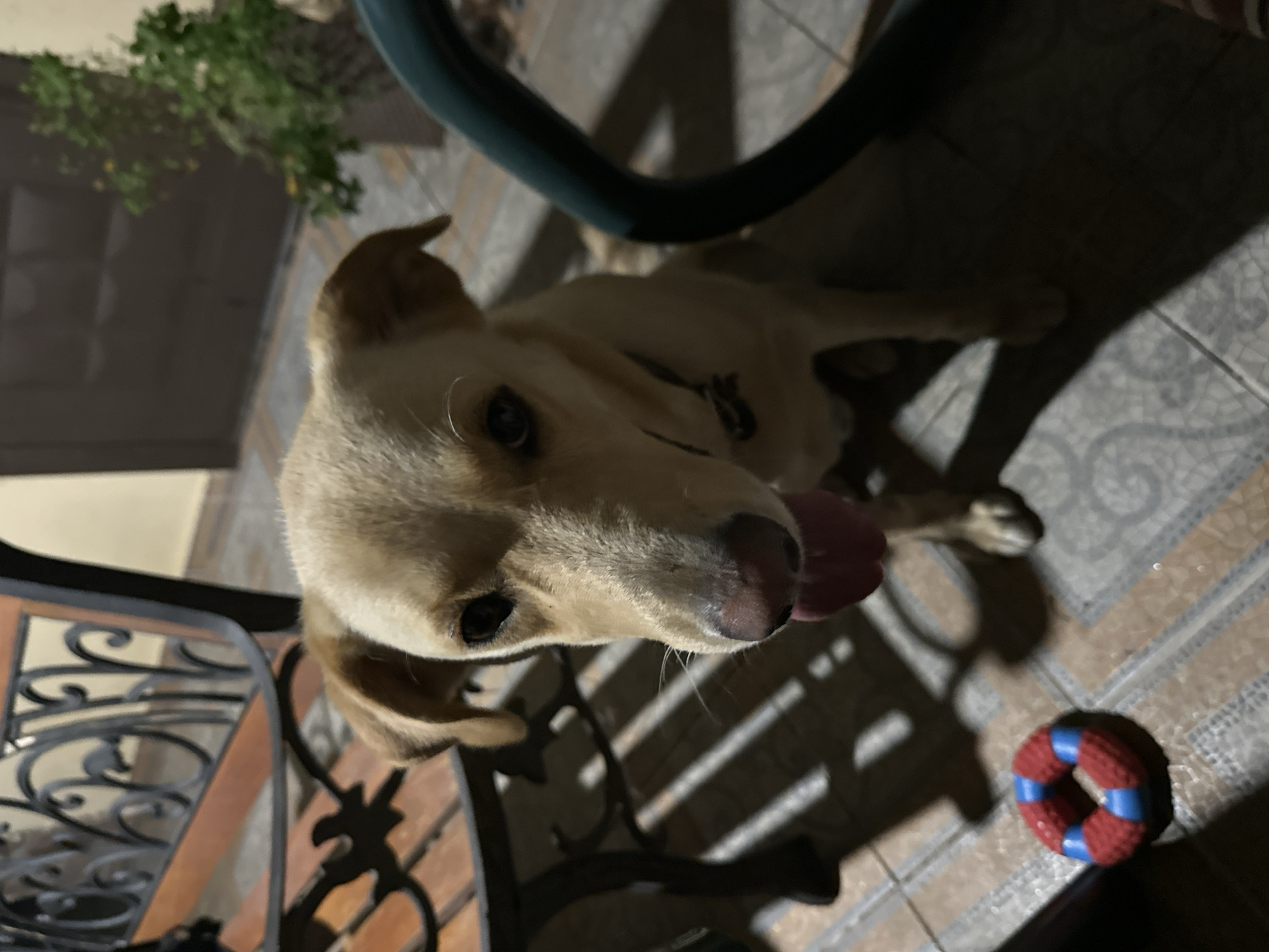 A light brown dog with its tongue out sits on a tiled patio. To the left of the dog is a red and blue ring-shaped dog toy. Behind the dog, a wooden bench with black metal accents is visible. In the background, a doorway and a potted plant can be seen. The scene is lit by artificial light, casting shadows on the ground. The image does not provide any information or visual cues to suggest the location is in Sochi, Russia.