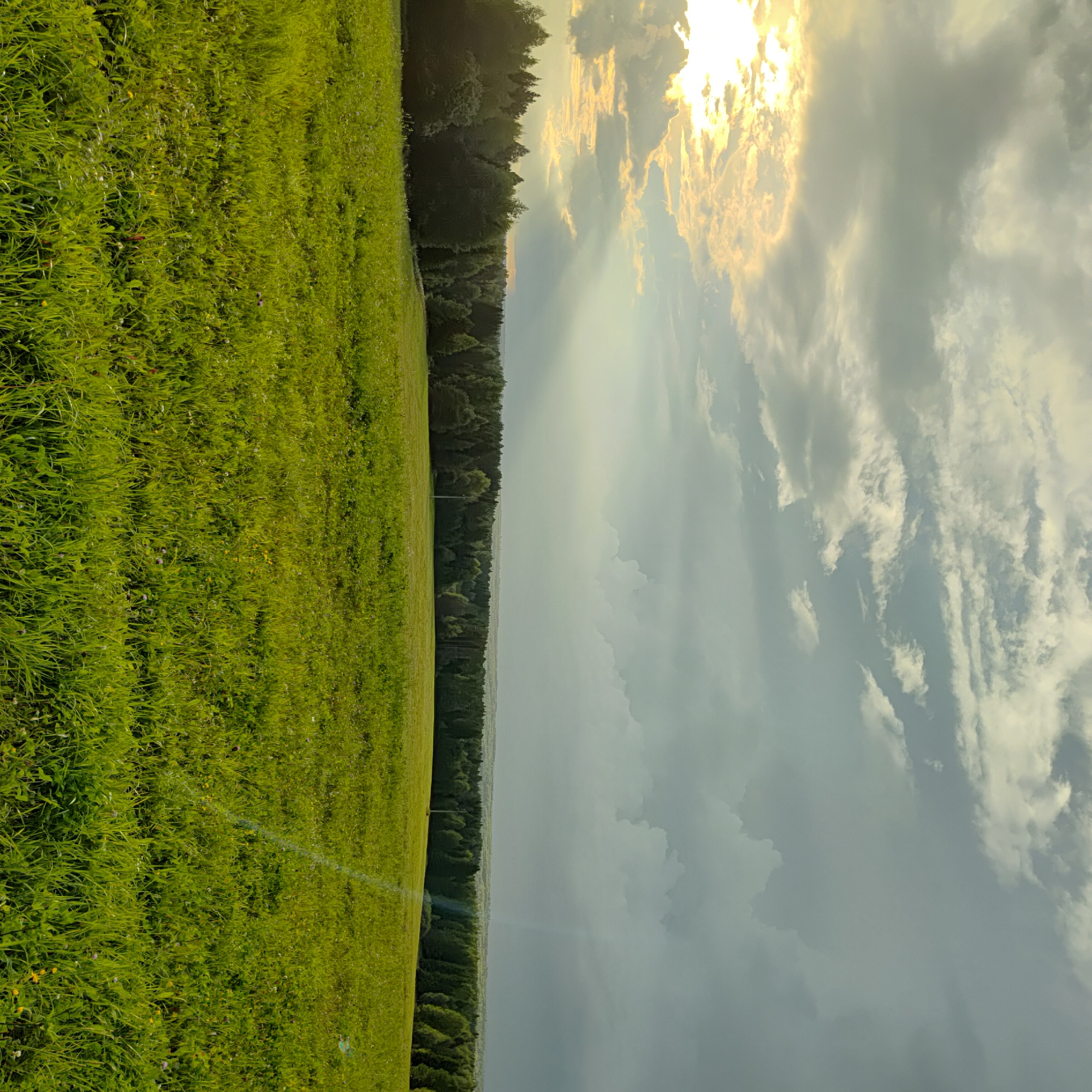 This is a wide-angle, horizontal, eye-level shot of a lush green meadow stretching towards a dense line of trees that marks the horizon. The sky above is dramatic, with a mix of heavy grey clouds and patches of bright sunlight breaking through, casting rays of light across the scene. The sun is positioned in the upper left corner, partially obscured by clouds, and its light illuminates the clouds with a warm, golden hue. The meadow in the foreground is thick with grass and small wildflowers, appearing slightly uneven in texture. The trees in the background form a dark, uniform band, with some lighter green foliage visible amongst them, suggesting a mix of deciduous and coniferous trees. The overall impression is one of a natural landscape at sunset or sunrise, with dynamic lighting and weather conditions. There are no people or man-made structures clearly visible in the image.
