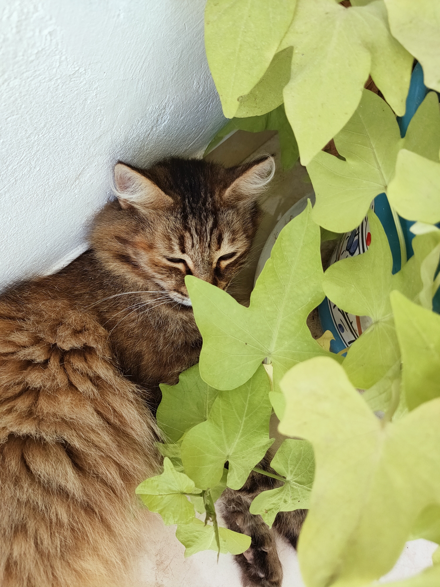 In Ariana, Tunisia, a fluffy, brown tabby cat is sleeping peacefully, nestled against a white wall. The cat is partially obscured by bright green leaves of a plant, which are in the foreground and right side of the image. The cat's fur is long and textured, with dark stripes on its face and ears. Its eyes are closed, suggesting it is in a deep sleep. The background is a textured white wall, and there is a glimpse of a blue and patterned pot behind the cat. The lighting suggests it is daytime, possibly in a shaded outdoor area.