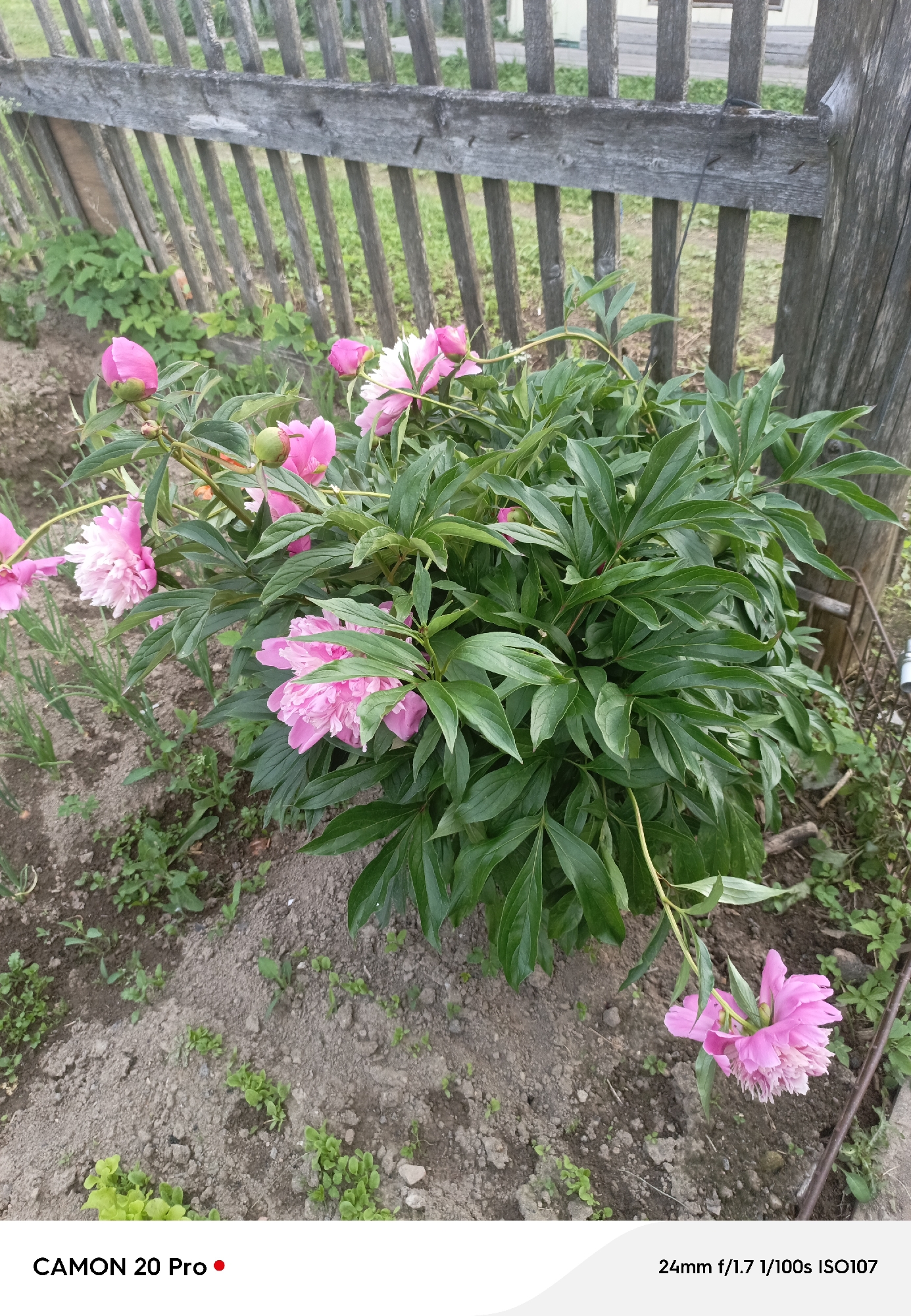 This is a vertical, medium-shot photograph of a blooming peony plant in a garden. The plant features numerous pink peony flowers, some fully open and others in bud, surrounded by lush green foliage. The peonies are positioned in the lower half of the frame, with the plant's dense leaves dominating the center and right side of the image. A weathered wooden fence is visible in the background, stretching horizontally across the top of the frame and vertically on the right. The ground in front of the plant is composed of soil with scattered small green weeds. The lighting suggests it is daytime, likely overcast or in soft natural light, as there are no harsh shadows. The setting appears to be a residential garden in Plesetsk, Russia, indicated by the fence and the planting style. The photograph is a close-up of the flora, emphasizing the delicate texture and vibrant color of the peonies. At the bottom of the image, there is text that reads "CAMON 20 Pro" and "24mm f/1.7 1/100s ISO107".