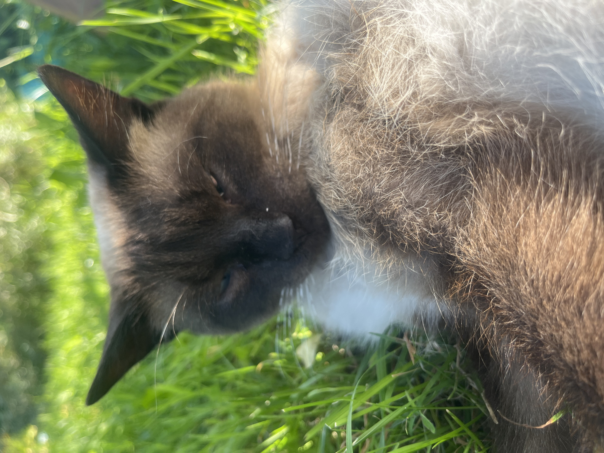 A close-up shot captures a Siamese cat resting in lush green grass, bathed in the warm glow of sunlight. The cat's distinctive markings are visible, with darker fur on its ears and face, contrasting with its lighter body. Its eyes are partially closed, suggesting a relaxed state. The shallow depth of field blurs the background, creating a soft bokeh effect with highlights of green and yellow, indicating an outdoor environment.