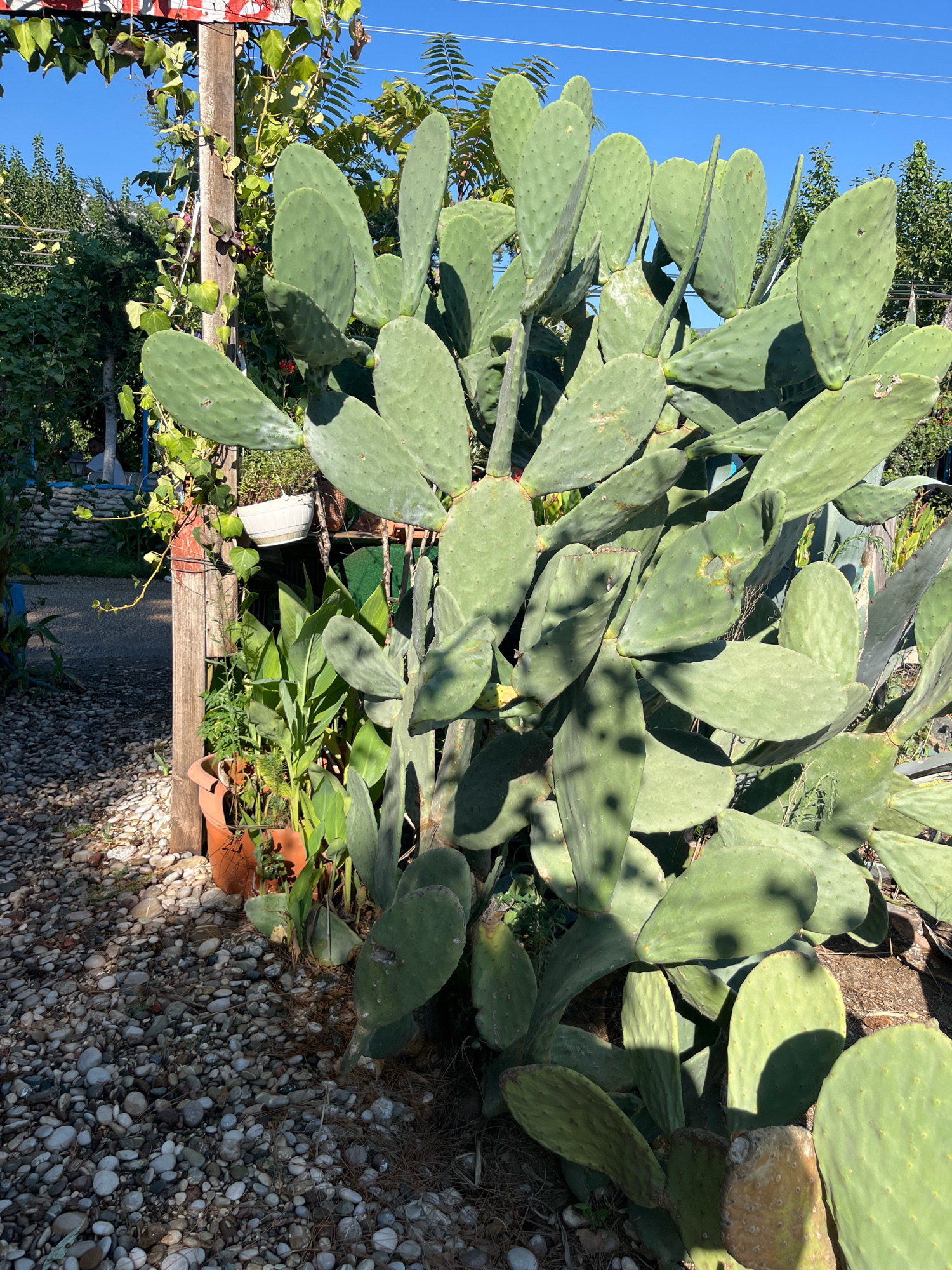 A large prickly pear cactus dominates the foreground of this outdoor scene, its paddle-shaped pads casting shadows on the ground. To the left, a wooden post with some red and white painted trim supports climbing vines and a white pot. Adjacent to the post, several potted plants, including a broad-leafed green plant and some smaller green foliage, are arranged. The ground is covered in a mixture of small, light-colored pebbles and some dried pine needles. In the background, trees and a clear blue sky are visible, with overhead power lines crossing the frame. The environment appears to be a garden or yard area, likely in Kemer, Turkey, given the presence of prickly pear cactus and typical Mediterranean flora. There are no people visible in the frame.