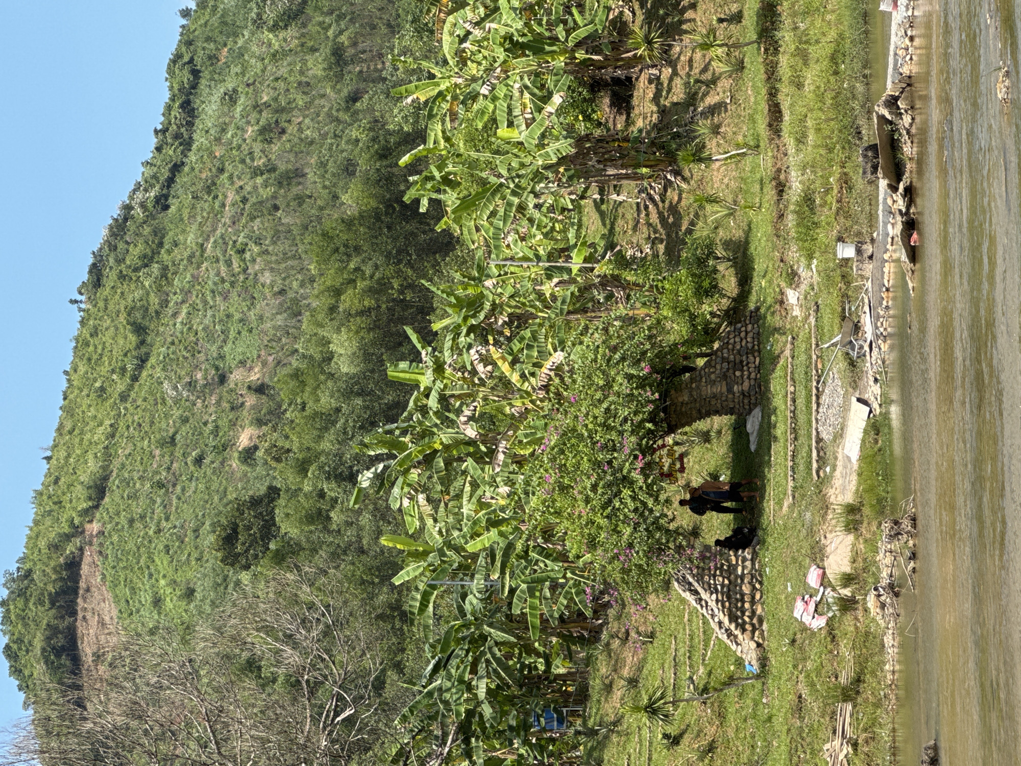 The image depicts a tropical landscape with a focus on a river and a verdant hillside. In the foreground, a muddy river flows gently. The riverbank on the right is lined with stones and features several pieces of debris, including concrete slabs, wooden planks, and a white bucket. Further up the bank, near the center-left of the frame, a pile of pink and white plastic bags is visible, along with some bamboo poles.
The middle ground showcases a lush area with numerous banana trees and other tropical vegetation. A large, bushy tree with pink flowers is centrally located, and at its base, two individuals are standing and another is seated on a stone structure. To the left of this tree, a pyramid-shaped structure made of stacked stones is present. Terraced grassy areas with small, spiky plants are visible on the slope behind the banana trees.
The background is dominated by a steep, green hillside covered in dense vegetation, with a section of cleared land visible on the upper slope. The sky is clear and blue. The overall scene suggests a rural or natural setting, possibly a park or a riverside recreational area. The presence of the people indicates some level of human activity within this environment.