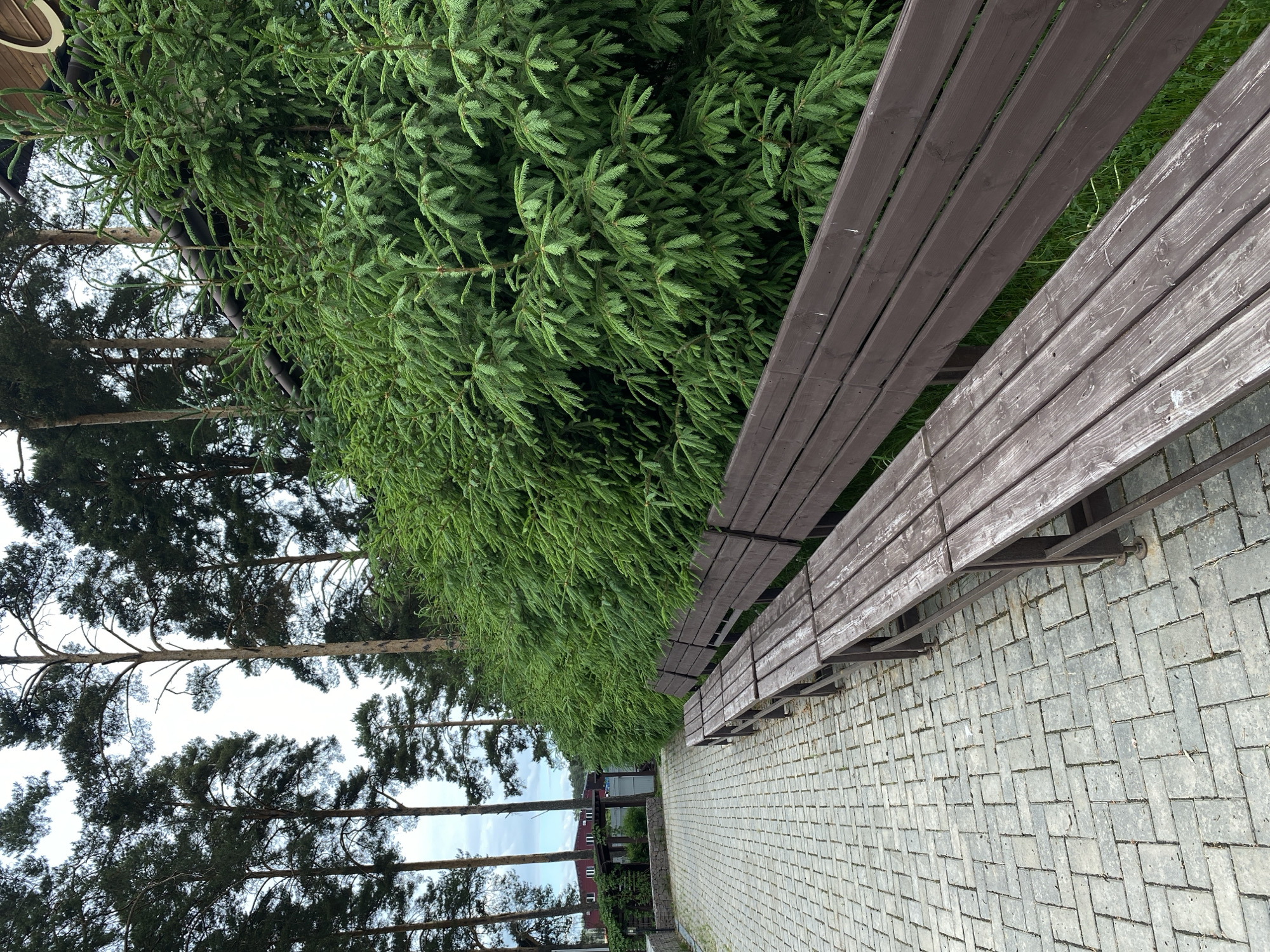 The image depicts an outdoor scene, possibly in Votkinsk, Russia. Two wooden benches line a paved walkway made of interlocking bricks. The benches are composed of several horizontal planks with metal supports. Adjacent to the benches is a dense row of evergreen trees or shrubs. Beyond the trees, a row of taller deciduous trees is visible against a sky that appears overcast or partly cloudy. In the background, elements of a building with red siding and white window frames are discernible. No people are visible in the frame.