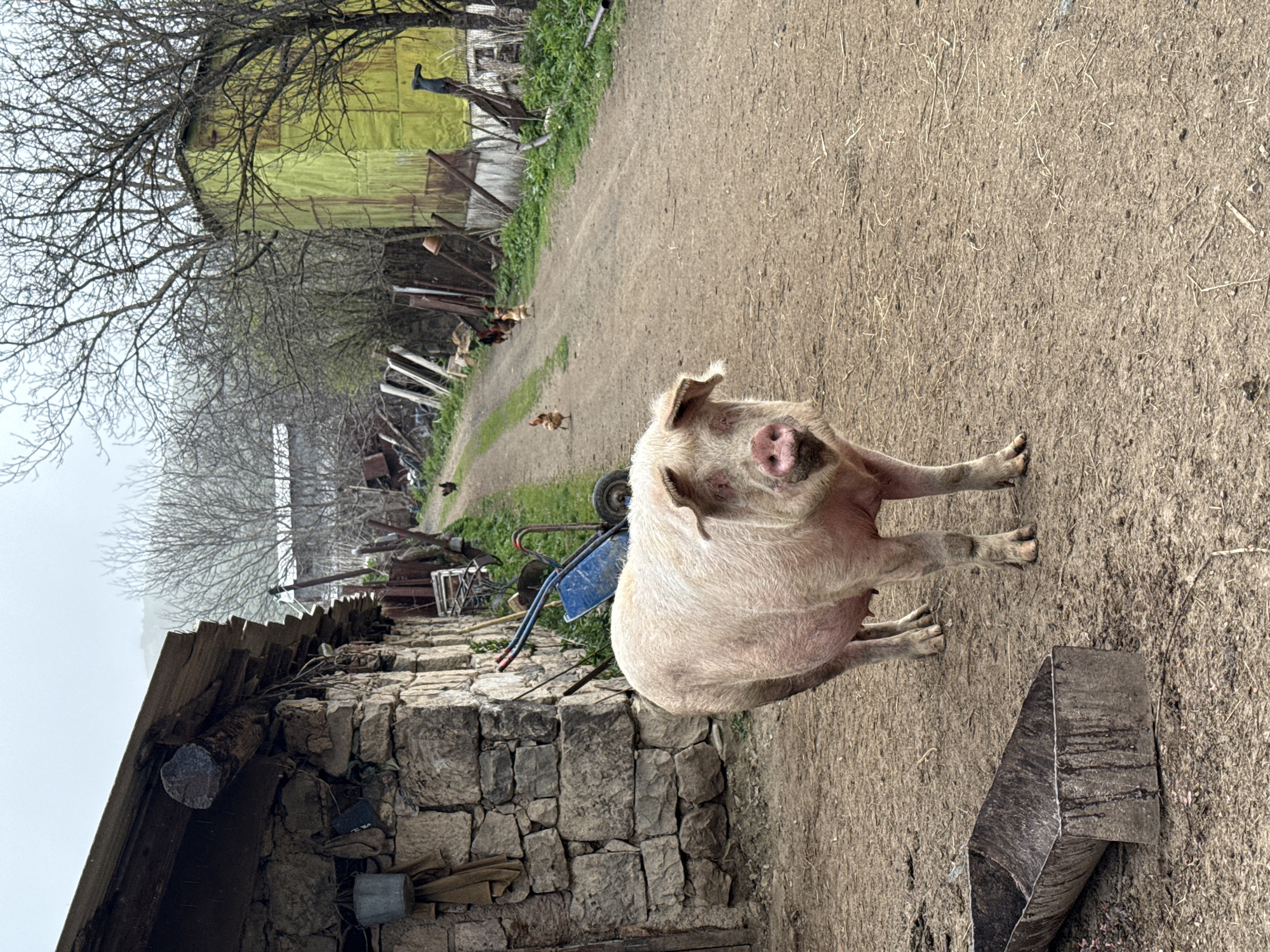A pig stands on a dirt path in Karaberd, Armenia. The path is lined with a stone wall on one side and various pieces of debris and a yellow building on the other. Several chickens are visible in the distance. A wheelbarrow is parked near the pig.