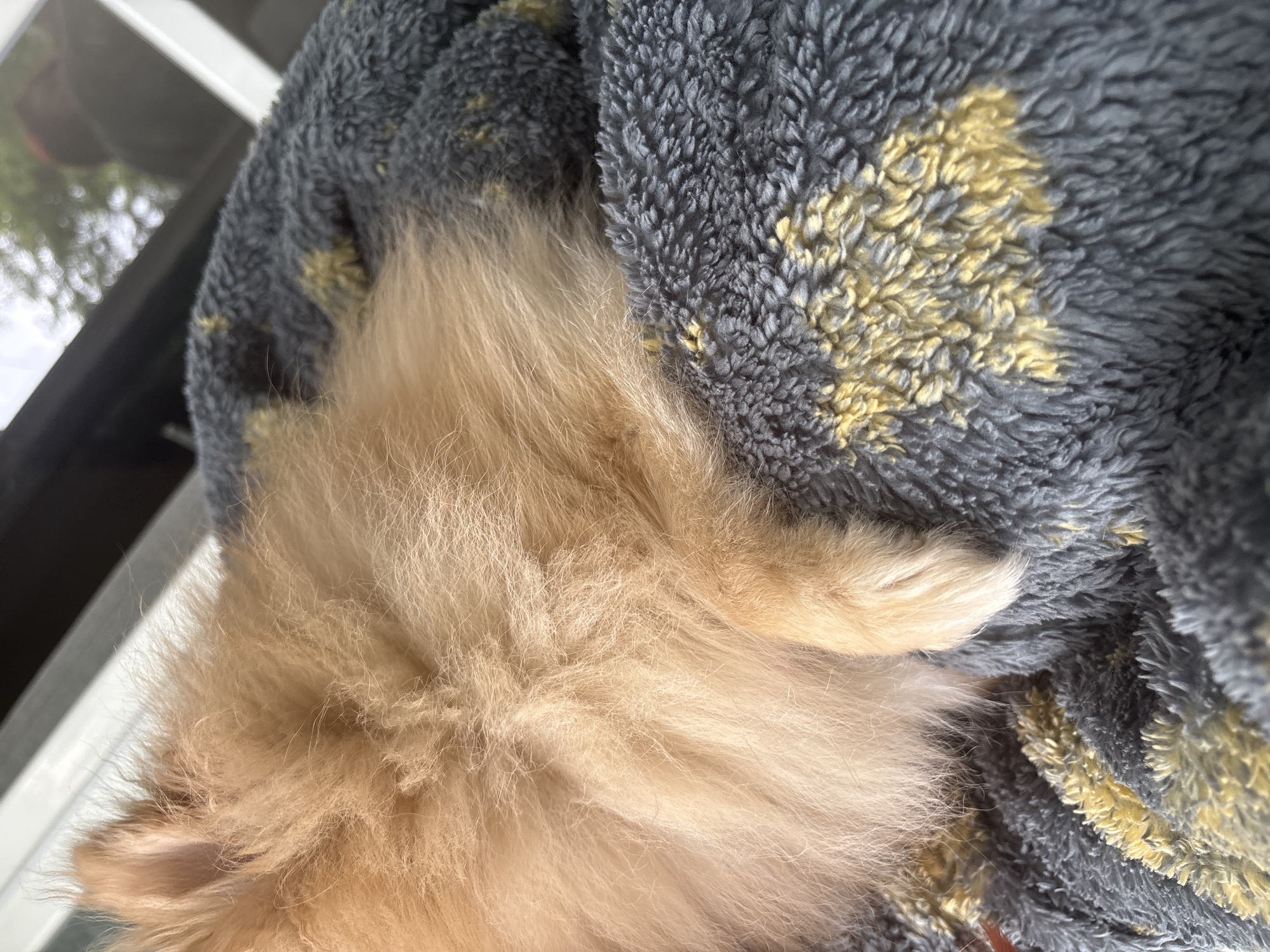 A close-up shot reveals a fluffy, light-brown Pomeranian dog lying on a textured, gray blanket with yellow patterns. The dog appears to be resting or sleeping. The background is out of focus, but hints of an exterior scene are visible through a window in the upper left corner. The location is not evident from the visual information.