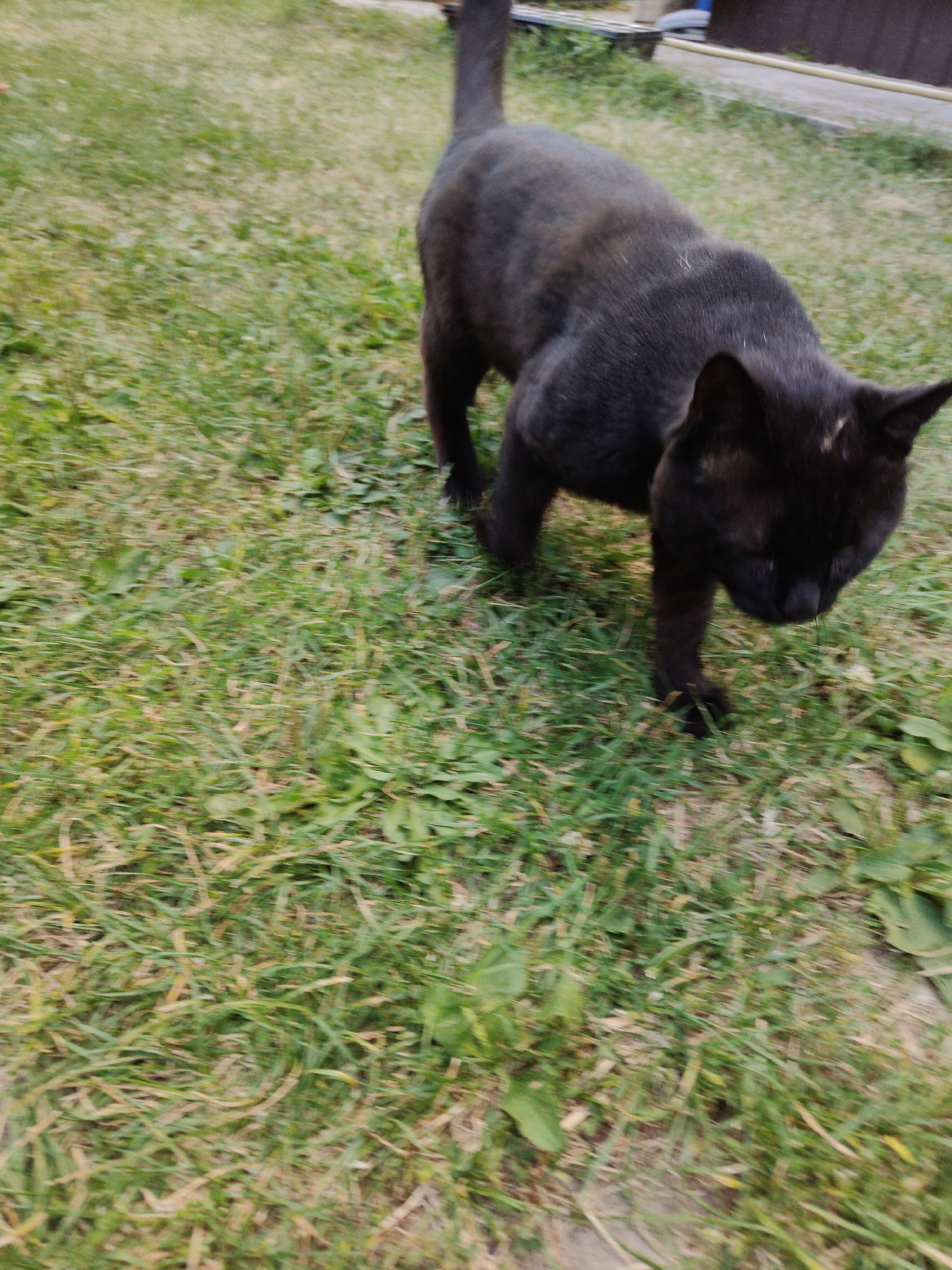 A black cat is walking on a lawn. The cat is in focus, and the background is blurred. The cat is medium-sized with short fur. The cat's tail is held up, and its head is lowered as if sniffing the ground. The lawn is green and appears to be well-maintained. There are some fallen leaves on the grass. In the background, there is a wooden fence and some structures that are out of focus. The scene appears to be a backyard or a park. The image is taken during daylight, with natural light illuminating the scene.