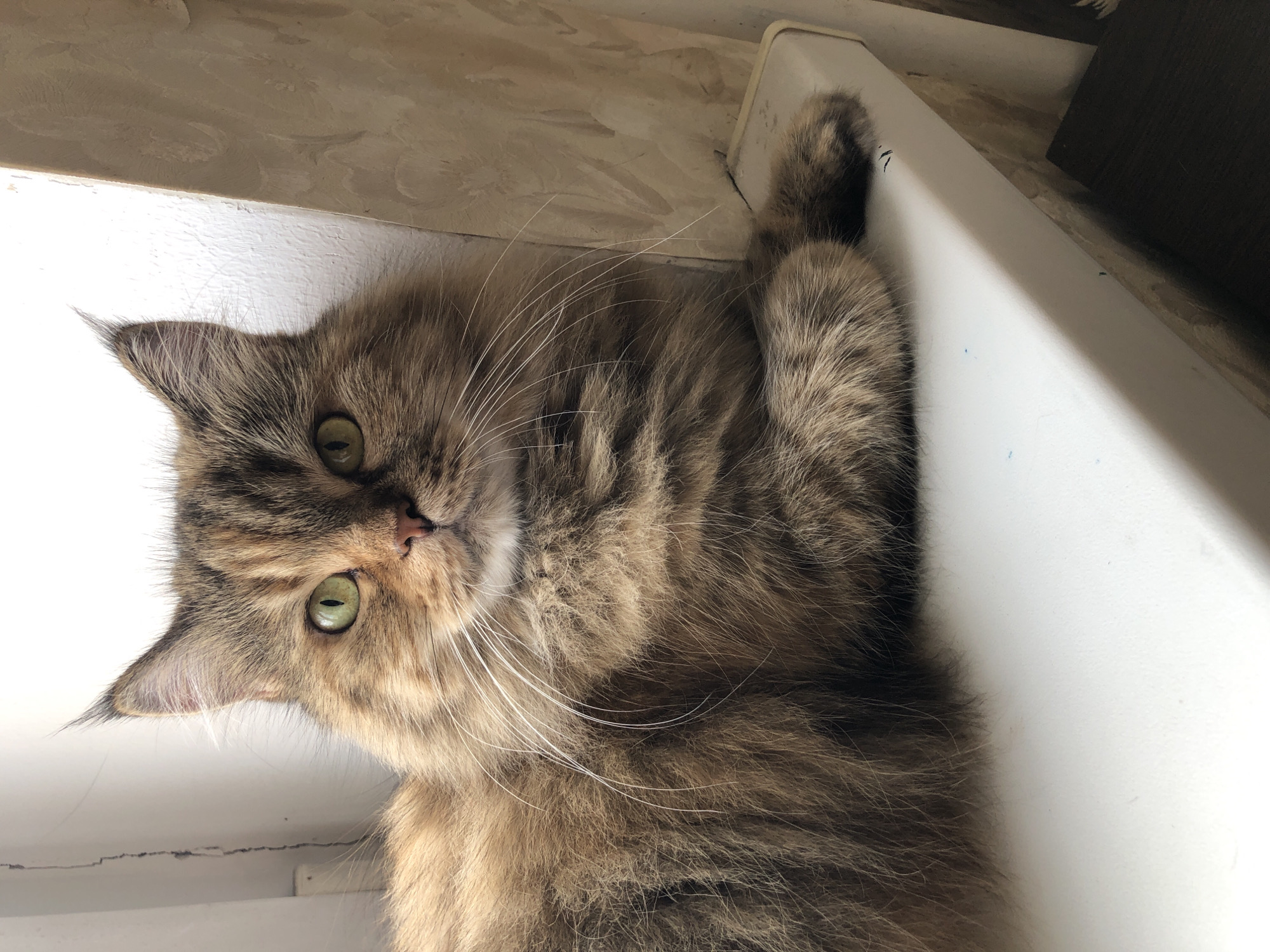 A fluffy, long-haired tabby cat with green eyes is sitting on a white windowsill. The cat is facing forward, looking directly at the camera. Its fur is a mix of brown, black, and lighter shades of brown, with distinct tabby markings on its face and body. The cat's paws are tucked underneath its chest. The background shows a textured, light-colored wall to the right of the cat, and a white wall with some vertical cracks to the left. The lighting suggests an indoor environment, possibly a home.