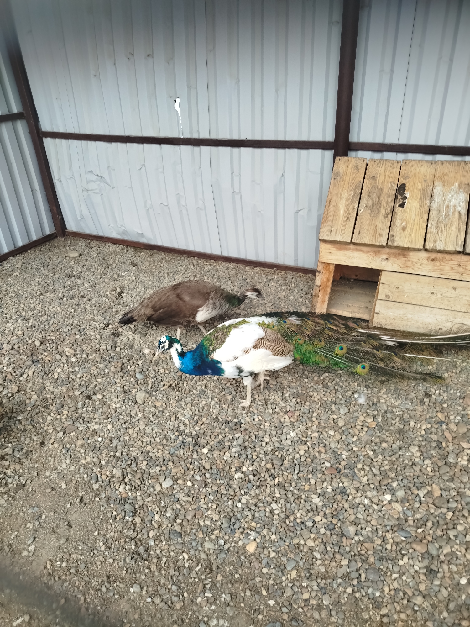 In an outdoor enclosure with a corrugated metal wall and a gravel floor, two peacocks are present. One peacock, with a blue neck and iridescent green and blue tail feathers fanned out on the ground, is lying down. Another peacock, brown and gray, is standing and looking down. A wooden structure, possibly a shelter or nesting box, is visible in the background. The scene is likely in Kemerovo, Russia, given the context of the prompt.