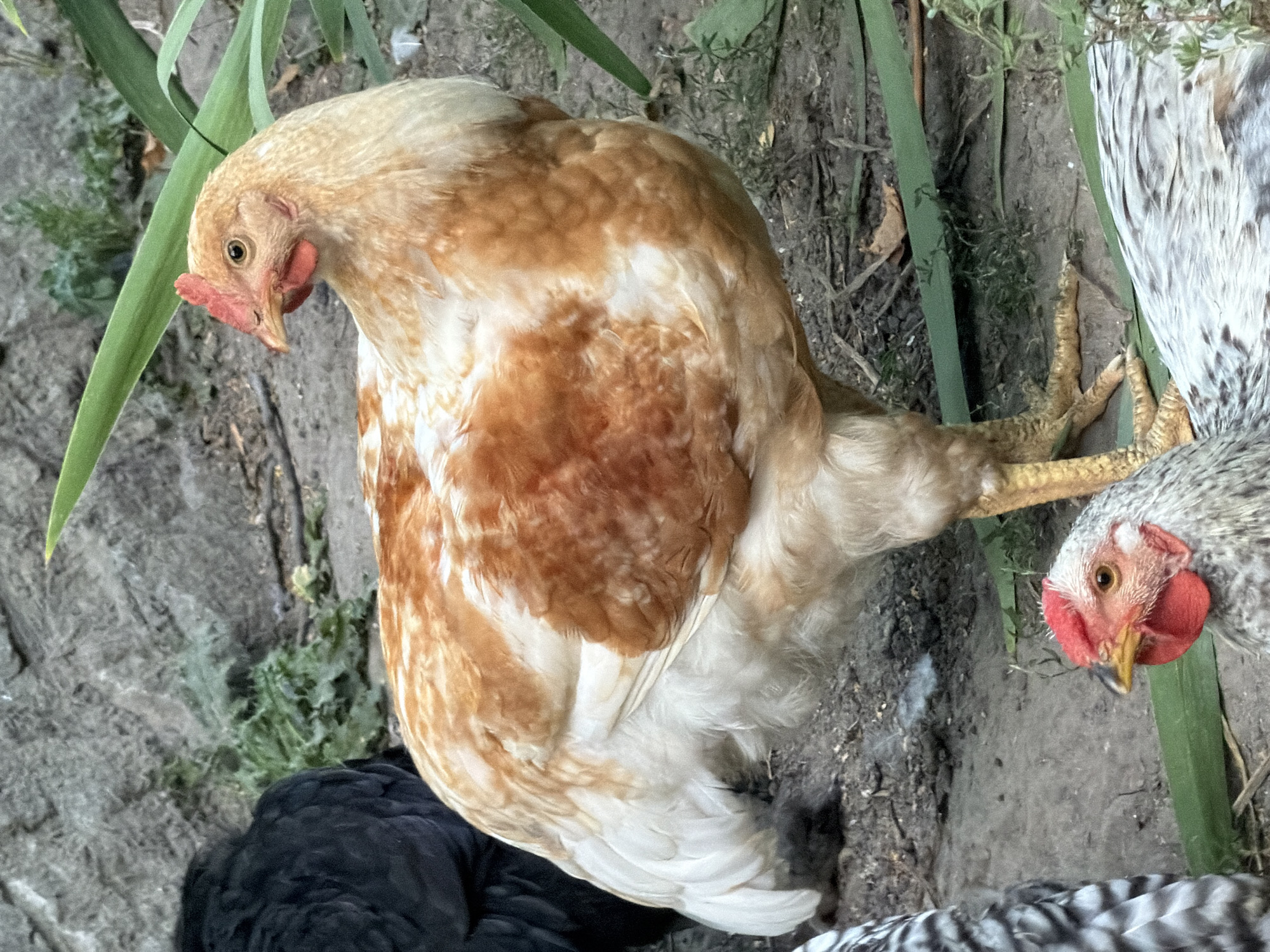 This is a medium-shot, eye-level photograph of several chickens in an outdoor, likely rural, environment. The primary subject, a light brown and white chicken with a prominent red comb, is positioned centrally and faces to the right of the frame. Its feathers are detailed, showing the contrasting colors. To the left, a portion of a black chicken is visible. In the foreground, the heads of two other chickens are present: one with a black, white, and gray speckled pattern and a red comb, and another that is mostly out of frame but shows a white and gray speckled body. The ground is composed of dirt and small stones, with sparse green foliage and some dry leaves scattered around. In the background, a rough-textured, gray rock wall or structure is visible, with more green vegetation. The overall scene suggests a farmyard or a natural outdoor enclosure. The location is stated to be Polonne, Ukraine.