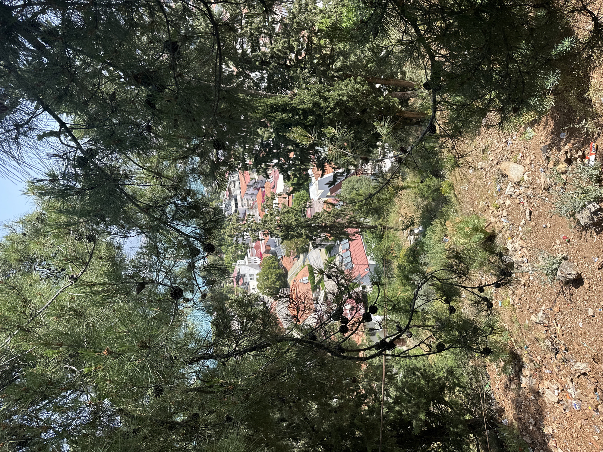 The image presents a view through dense pine branches towards a cityscape, likely situated in the coastal city of Fethiye, Turkey, given the presence of red-tiled roofs and a hint of the turquoise sea. The viewpoint is elevated, suggesting the photo was taken from a hillside or slope overlooking the town.
The foreground is dominated by pine tree branches laden with cones, partially obscuring the view. The background reveals a cluster of buildings, mostly residential, with a mix of white and light-colored facades topped with red or orange tiled roofs. The buildings are closely packed together, typical of a Mediterranean urban layout. The sea is visible in the distance, a strip of light blue.
The ground to the right is brown and rocky, covered with low vegetation and debris, suggesting an unkempt or natural area. A patch of sunlight illuminates part of the ground.