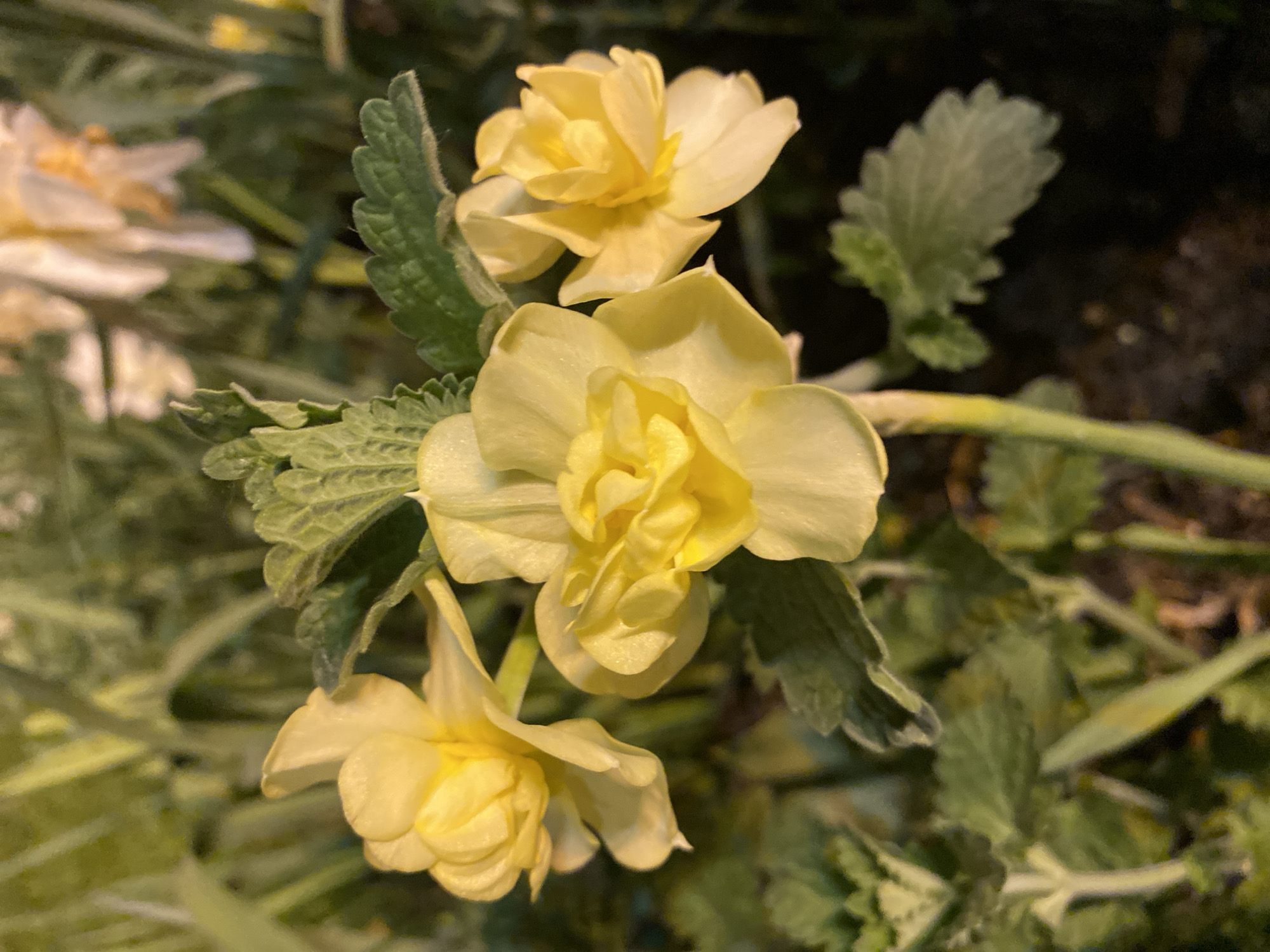 The image depicts a cluster of three light yellow, ruffled narcissus flowers surrounded by green and gray-green foliage. The flowers are the main subject, with one flower positioned centrally and facing forward, while the other two are slightly to the sides and angled downwards. The foliage appears to be a mix of textured, soft leaves, possibly from the same plant or surrounding vegetation. The background is blurred, suggesting a garden or planted area, possibly in Moscow, Russia. No people or specific interactions are visible in the image. The lighting is soft, possibly from natural light during daytime or artificial light at night.