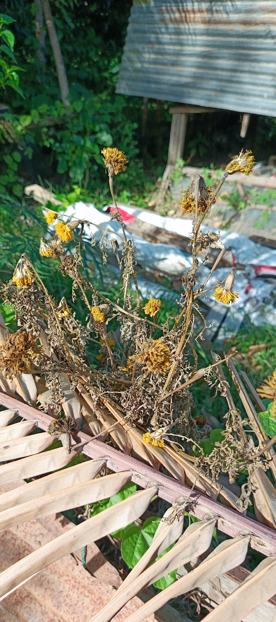 The image shows a close-up, high-angle view of dead and dried yellow flowers and their brittle stems in a garden setting. The flowers are clustered and have papery petals, with some still retaining their yellow hue while others are brown and withered. The stalks are thin and dry, intertwined with each other. In the foreground, partially dried palm fronds are laid out, with some green leaves visible underneath. In the background, out-of-focus green foliage and a portion of a corrugated metal structure on wooden posts are visible. The scene suggests a natural, outdoor environment, possibly a backyard or garden. There are no people or animals present in the image. The lighting suggests a bright, sunny day. The location is identified as Pashiebeutong, Indonesia.