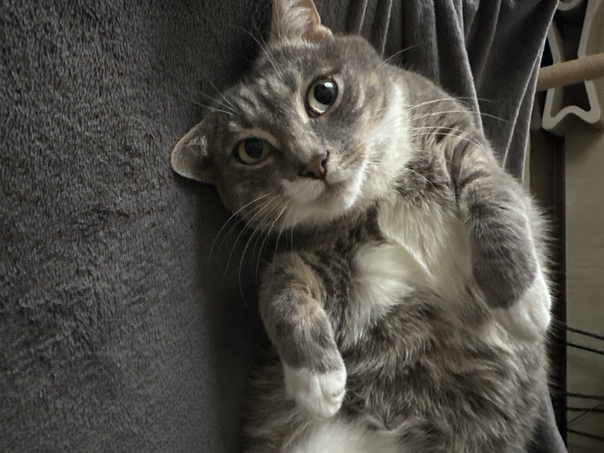A gray and white cat lies on its back with its paws curled in front of its chest. The cat is positioned on a soft, gray blanket with a hint of gray fabric behind it. The cat's head is tilted to the left. The scene takes place indoors, with part of a white, star-shaped object and a wooden rod visible in the background.