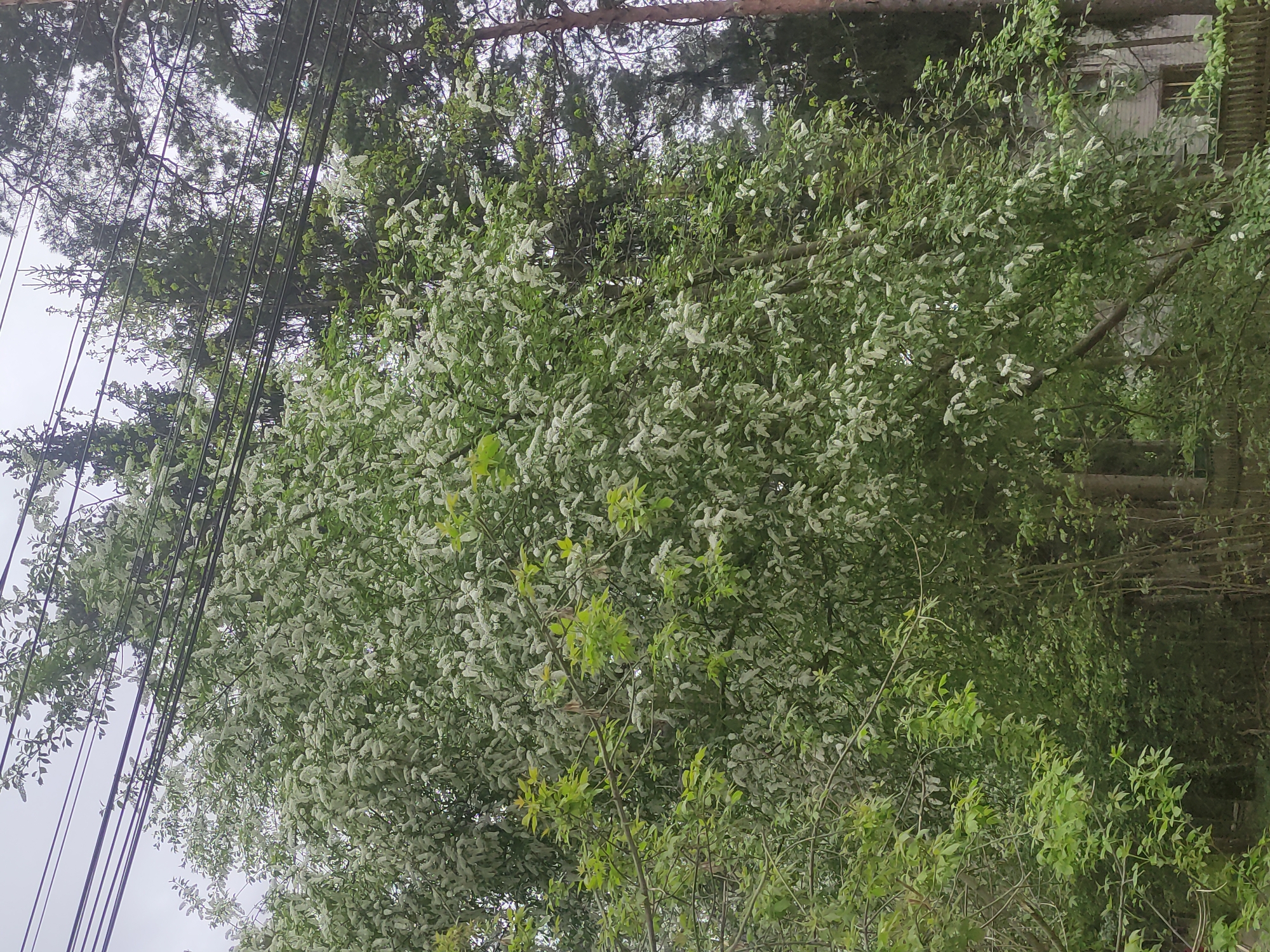 The image shows a tree with white blossoms in Kratovo, Russia. There are power lines in the upper left corner of the image. Other trees are visible in the background. Some sort of building is slightly visible among the trees on the right side. The sky is overcast.