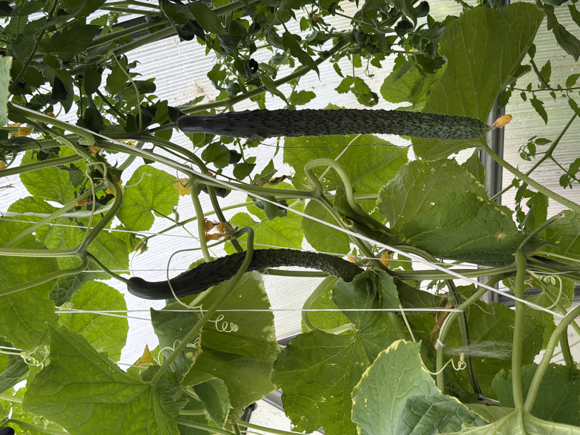 In an agricultural greenhouse located in Валевачскі сельскі Савет, Belarus, two long, dark green cucumbers are prominently displayed, hanging from their vines. The cucumbers are textured with numerous small spikes. The vines are supported by white strings. Lush, large green leaves surround the cucumbers, and small yellow flowers are visible on the plants. The background consists of translucent greenhouse panels, suggesting an indoor, controlled farming environment. No people are present in the image.