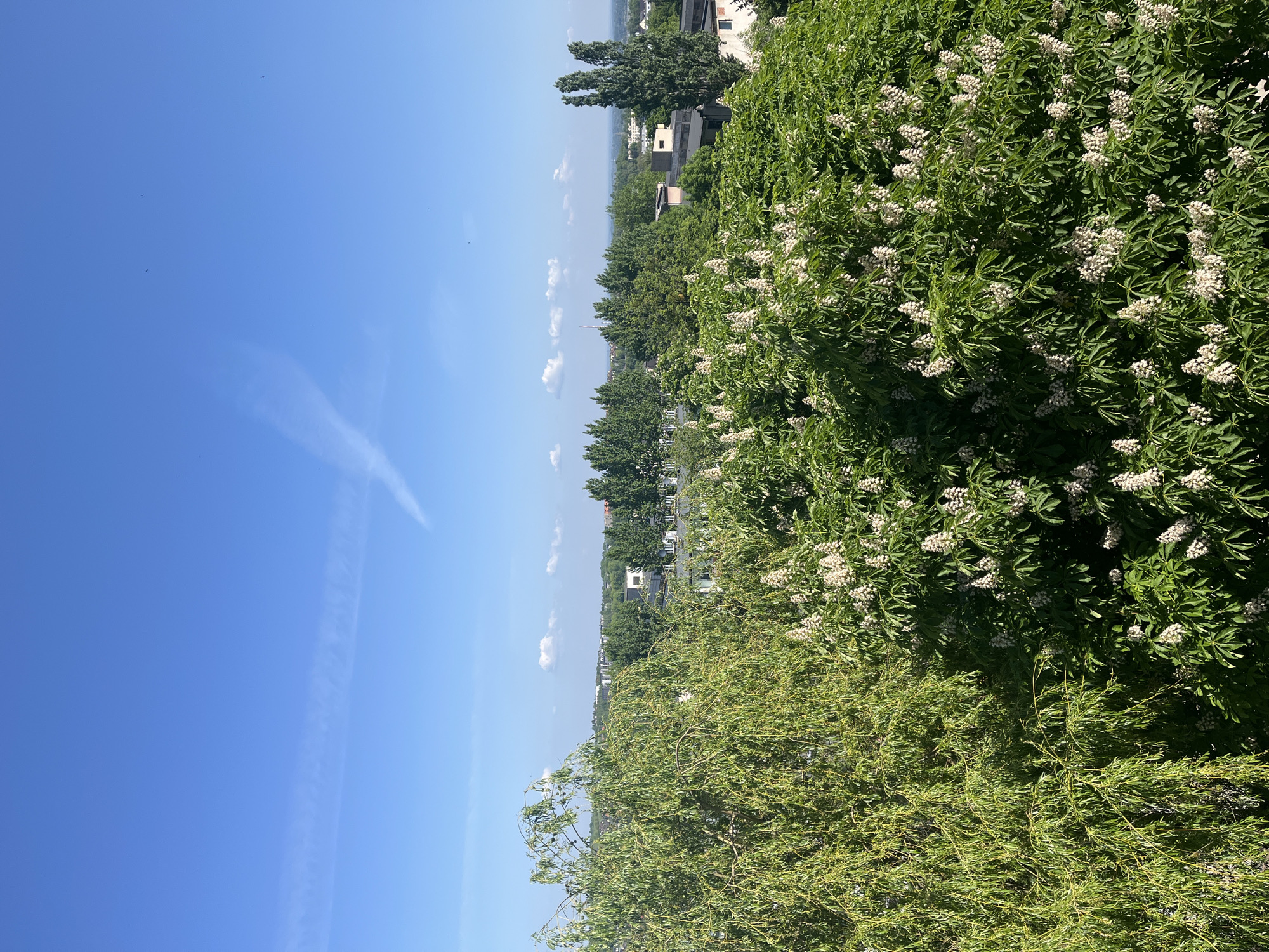 The image shows a daytime scene in Unknown, Unknown. The clear blue sky occupies the left portion of the frame, with a faint contrail visible. The right portion of the image is dominated by dense foliage, including a tree in full bloom with white flowers. In the mid-ground, a row of trees lines the horizon, with rooftops of houses visible in the gaps.