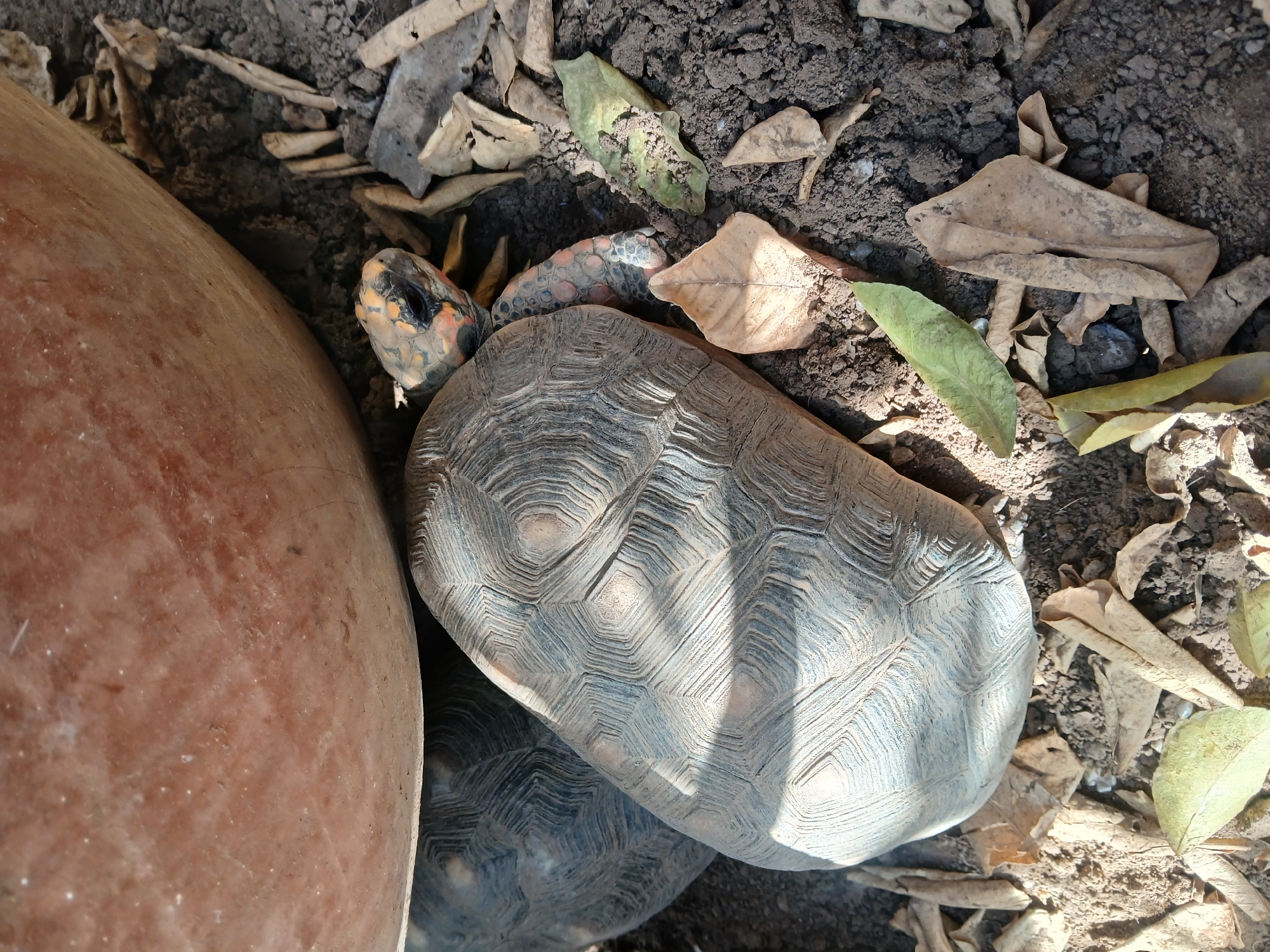 The image shows two yellow-footed tortoises (Chelonoidis denticulatus) near what appears to be a large terracotta pot or container. The scene is set among dry leaves, dirt, and loose soil. The environment suggests an outdoor location, potentially a garden or semi-natural area. Given the prompt's request, it is likely within the city of Juan Griego, Venezuela. One tortoise has its head and neck extended, revealing a brightly colored head with orange and yellow markings, typical for this species. The shells of both tortoises are dull in appearance, possibly due to dust or the natural coloration blending with the environment. The overall composition has a static quality, suggesting a captured moment of the tortoises resting in place. There are no explicit human subjects visible in the image.