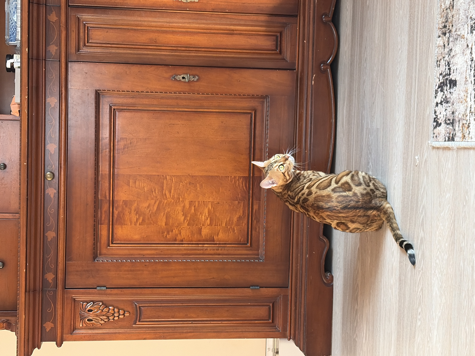 A Bengal cat with distinctive spotted fur sits on a light-colored wooden floor, facing away from the camera and looking towards a large, ornate wooden cabinet. The cabinet has intricate carvings, including a grape motif on the left door, and a decorative inlaid design of leaves and vines along the top. The cat's tail, tipped with black and white rings, rests on the floor. The environment suggests an indoor setting, likely a home, with warm lighting casting shadows. No specific location in Krasnoyarsk, Russia, can be determined from the image.