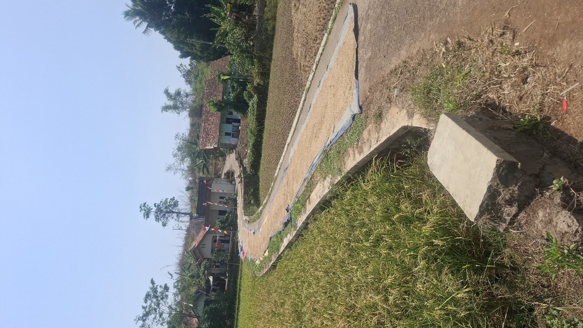 The image depicts a rural scene in Cianjur, Indonesia, on a clear, sunny day. A curved road or pathway runs through the foreground and middle ground, bordered by a concrete channel on the left and a dry, brown field on the right. The pathway is covered with a dark tarp, on which a large quantity of light-colored, granular material, likely harvested grain or seeds, is spread out to dry in the sun.
To the left of the pathway, a lush green field of rice paddy is visible, with the stalks reaching a moderate height. The pathway is lined with small, colorful flags, some red and white, possibly indicating a national holiday or celebration.
In the background, several houses with terracotta tile roofs are nestled amongst trees and vegetation on a gently sloping hillside. The architecture suggests a typical Indonesian rural dwelling. The sky is a clear, pale blue, indicating good weather conditions. The overall impression is one of agricultural activity and the simple, natural beauty of the Indonesian countryside.